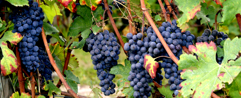 grapes.png
