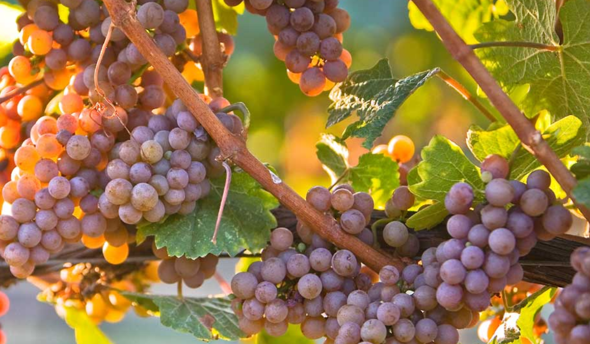 toscana grape.png