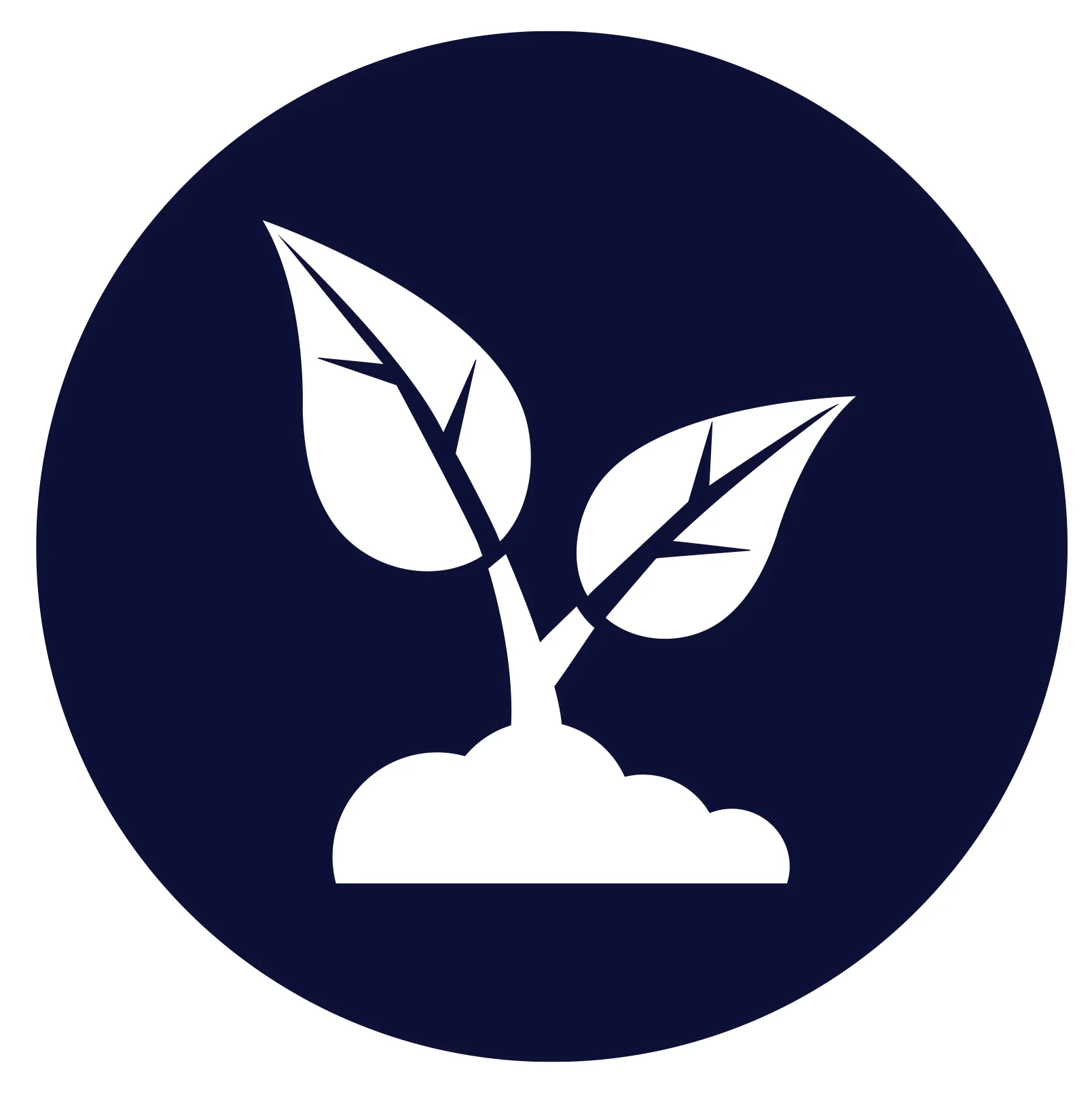 Plant.jpg