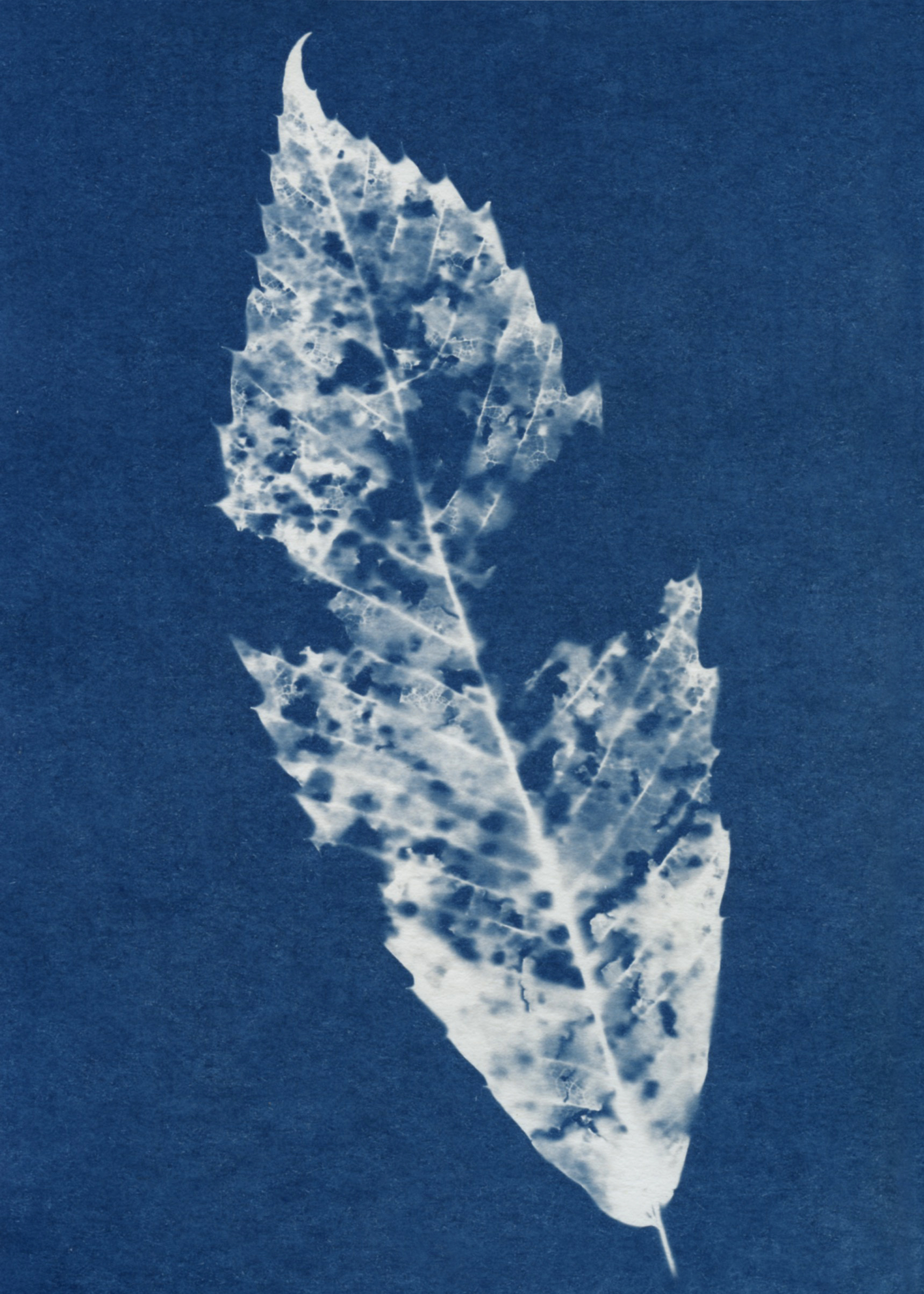 Scan_15.jpeg