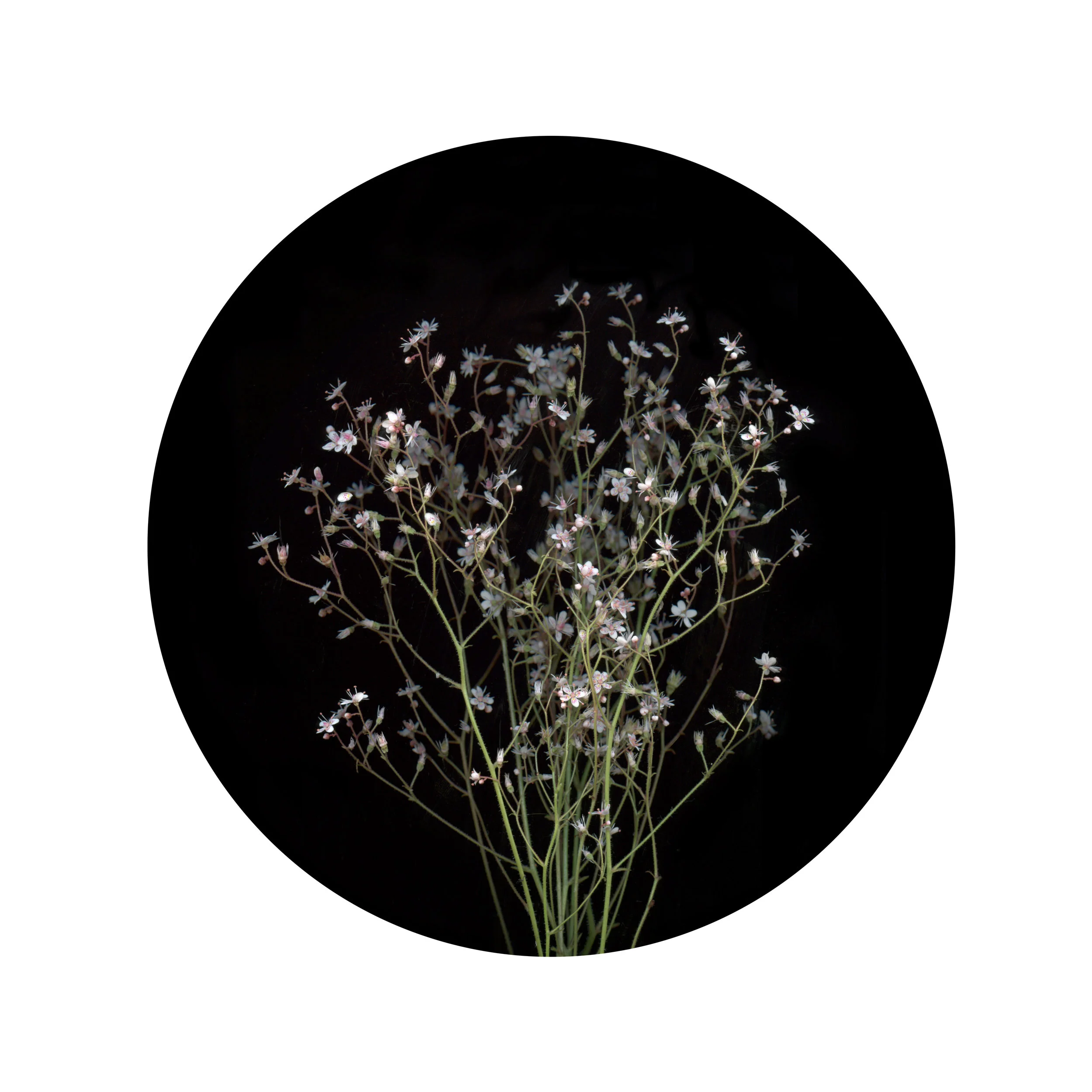 Saxifrage_Circle.jpg