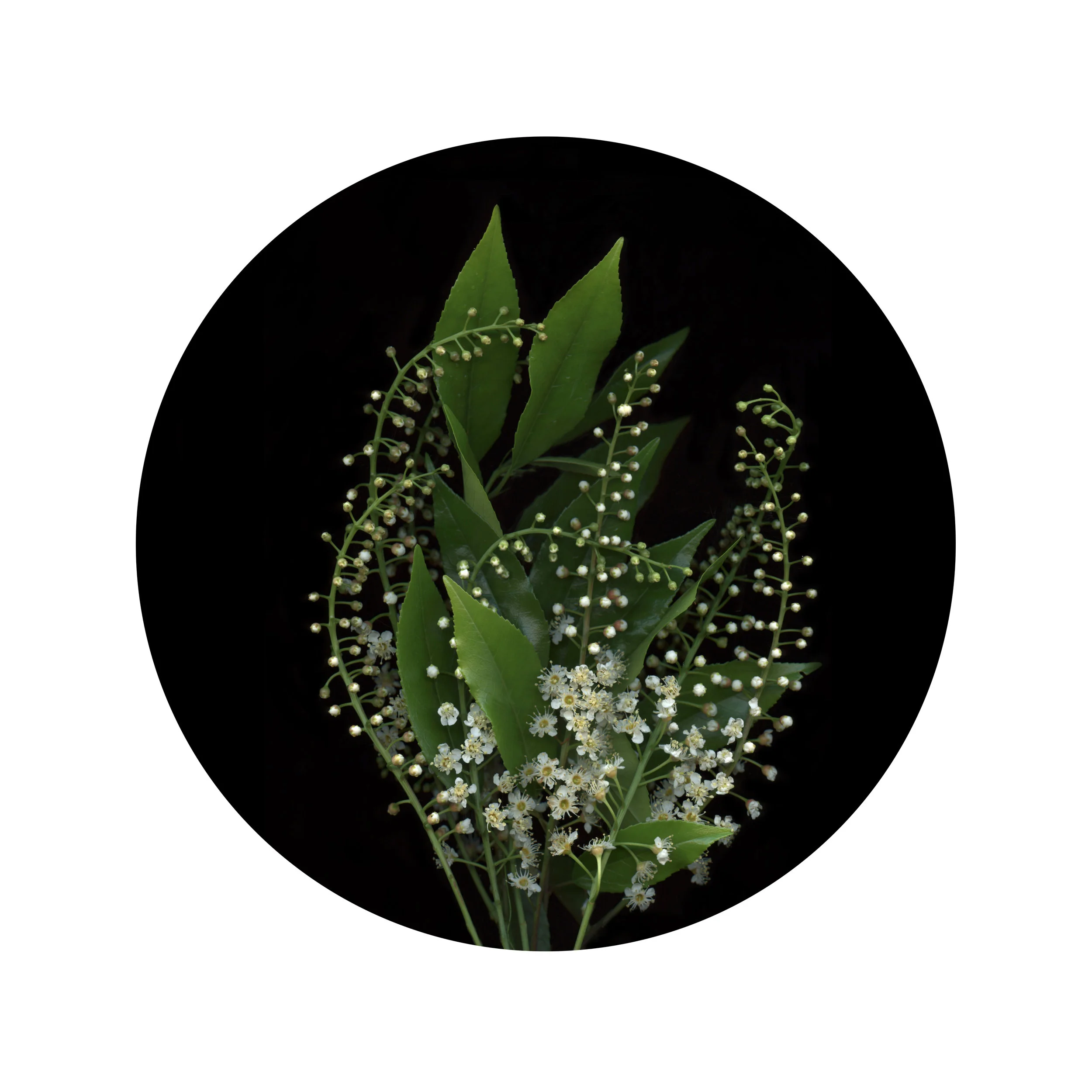 Prunus_Lusitanica_Circle.jpg
