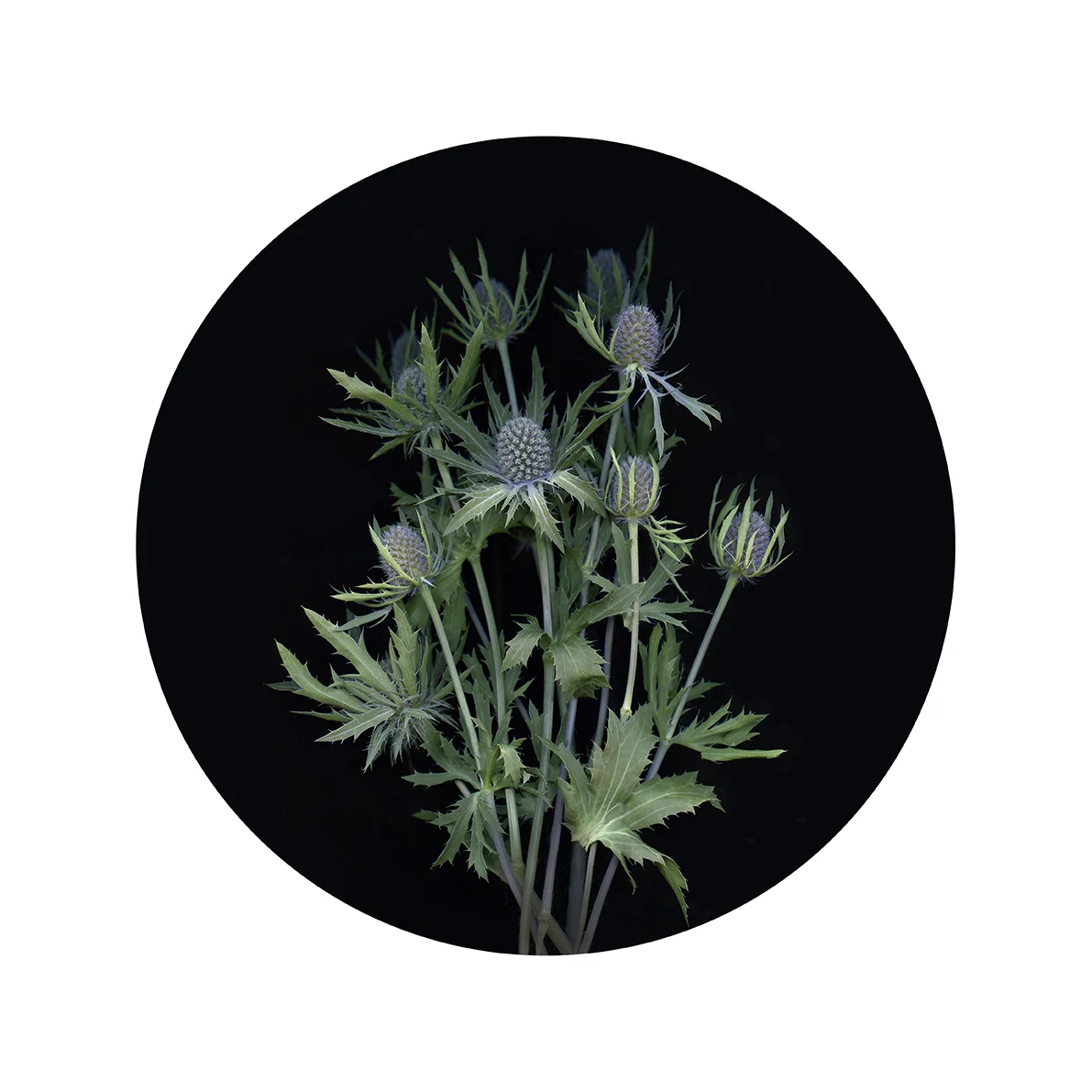 web_Thistle.jpg
