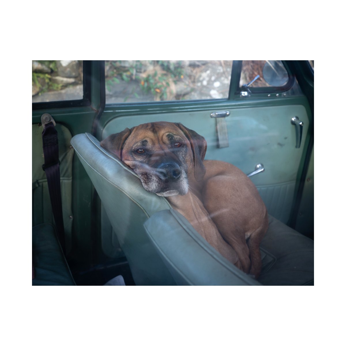  Dog in  vintage Mirris Minor. Siabod Cafe.  