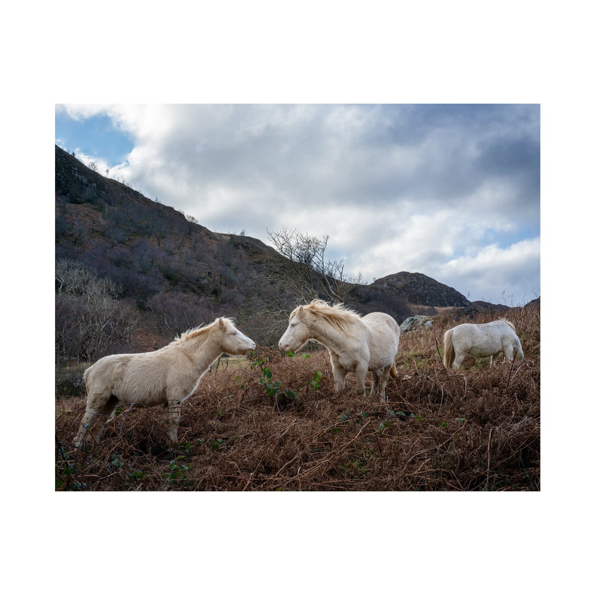  Carneddau Ponies 