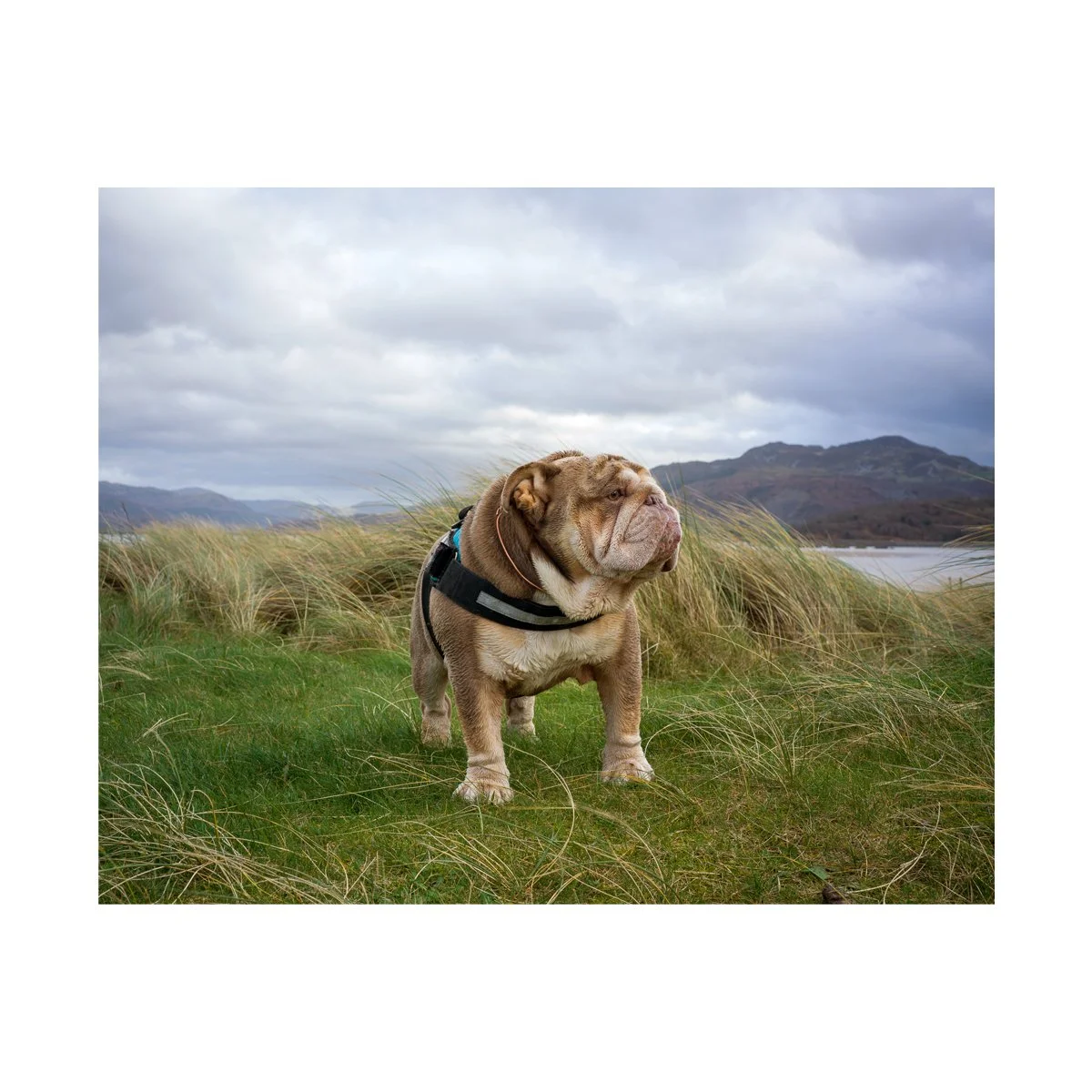  Bulldog, Fairbourne.  