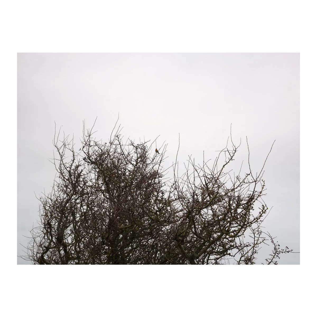robin in a bush.jpg