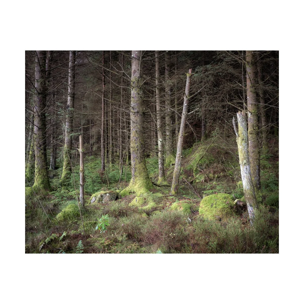 Gwydir Forest.jpg