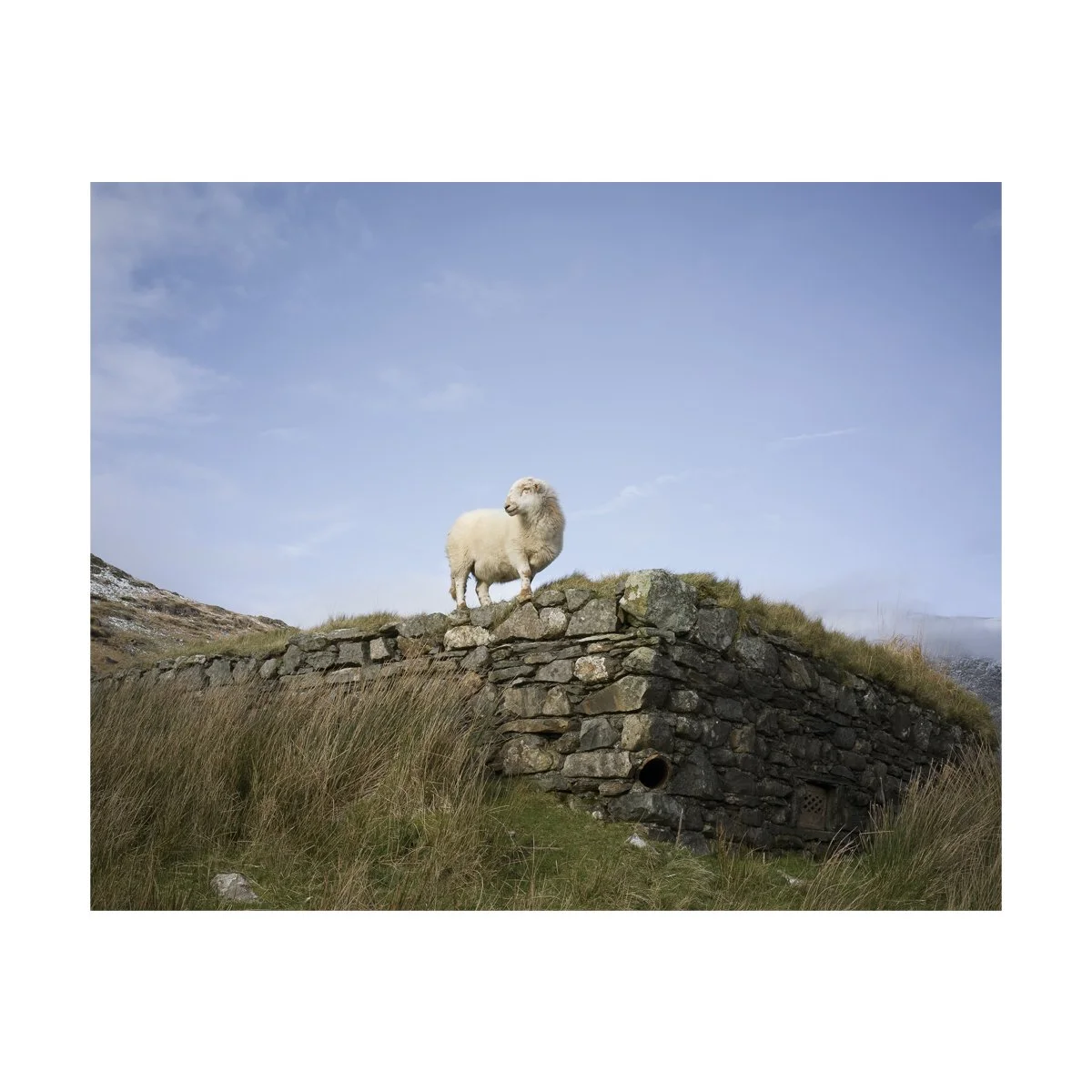 single sheep.jpg