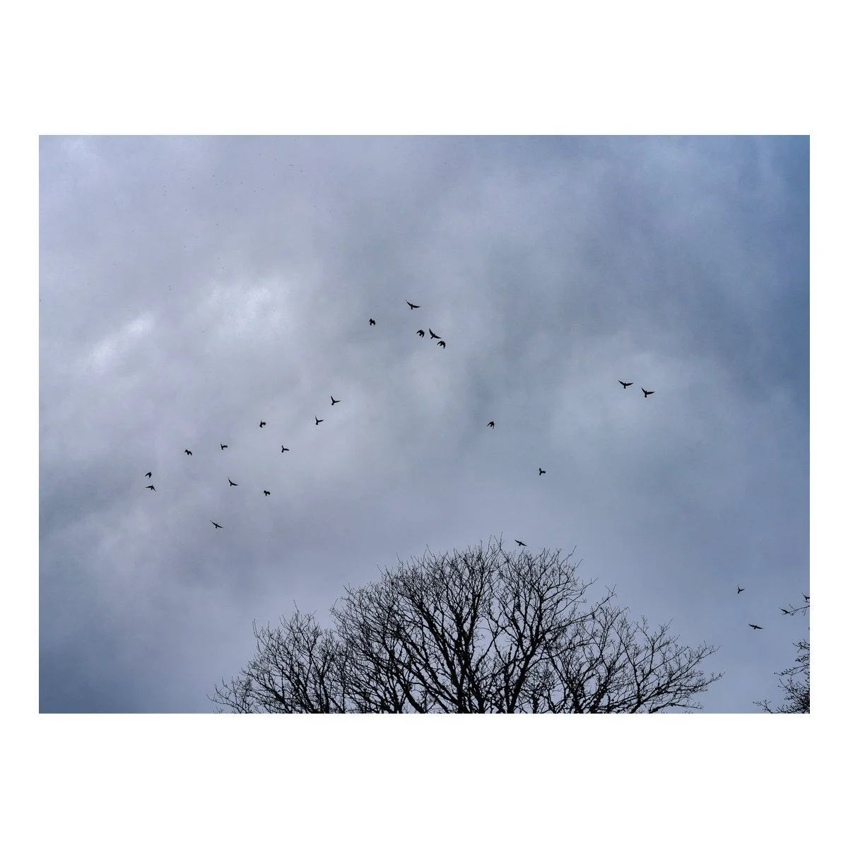 flock_of_Crow.jpg