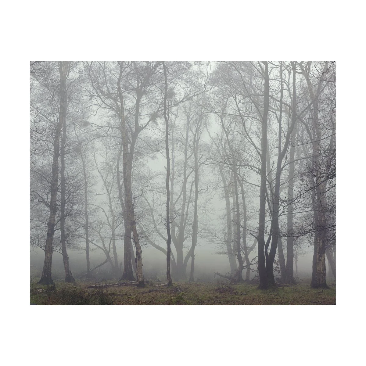 Ghost_Trees_1.jpg