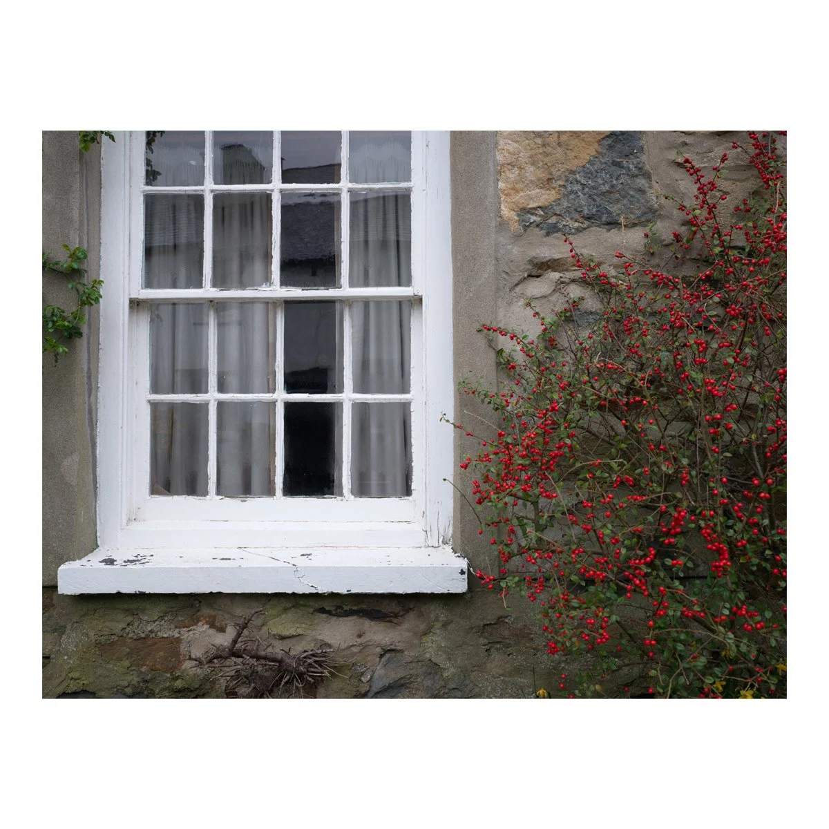 window berries.jpg