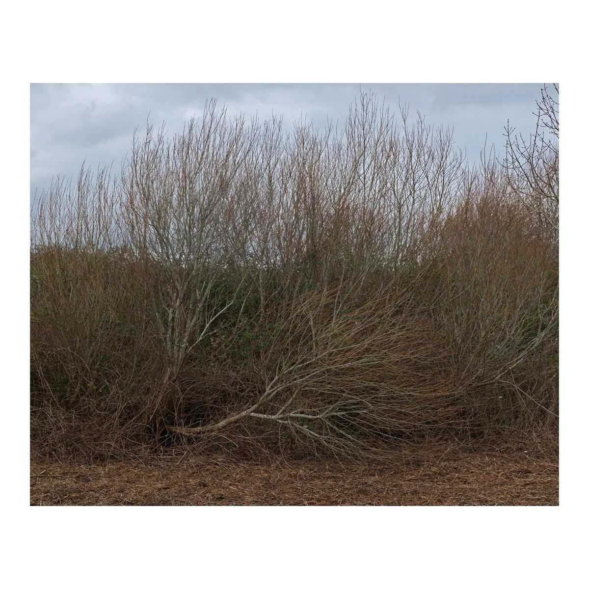rspb_fallen trees.jpg