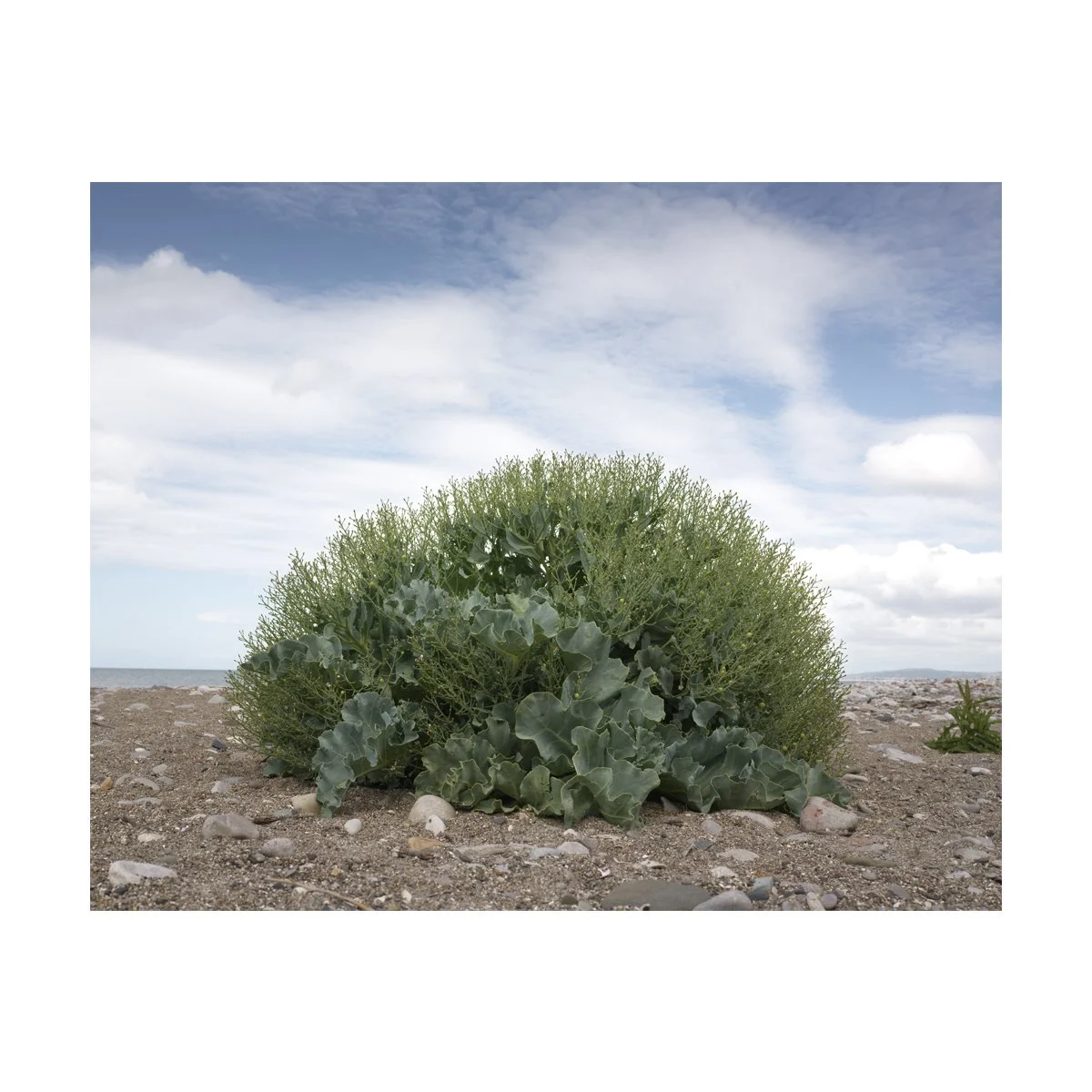 SEA KALE.jpg
