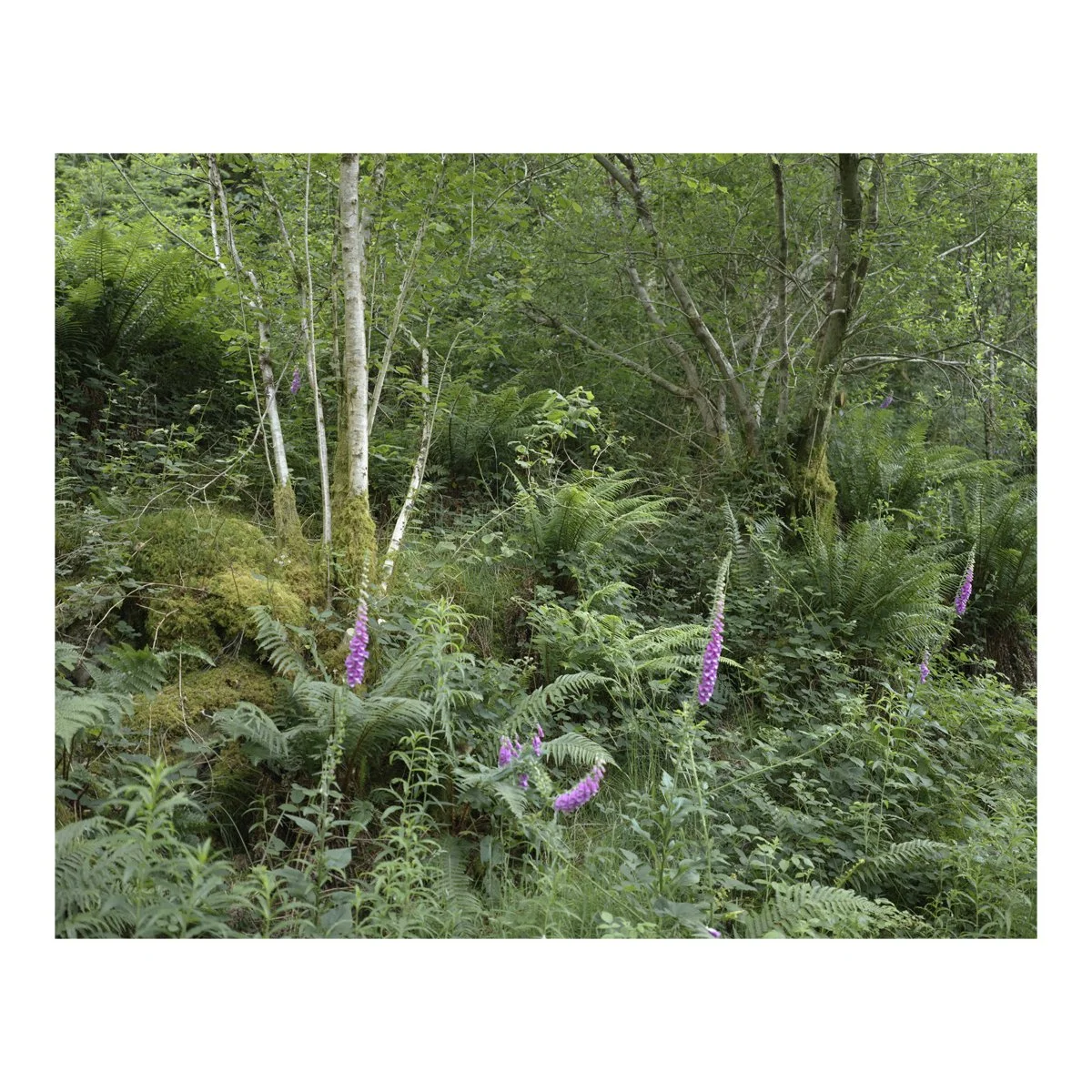 digitalis.jpg