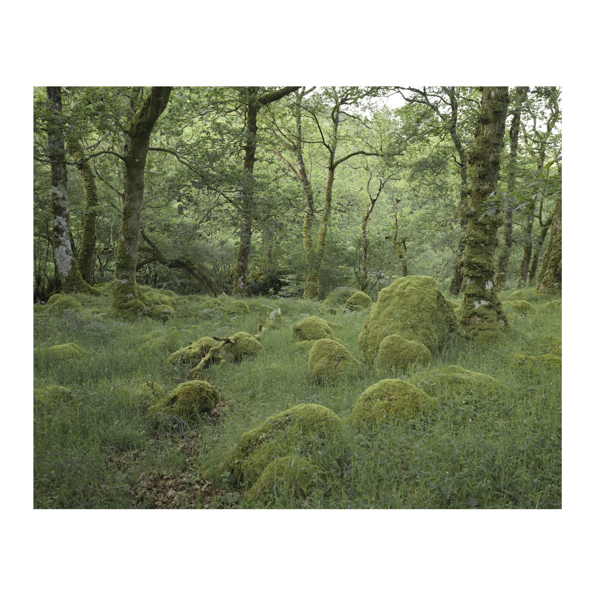 gathering moss.jpg