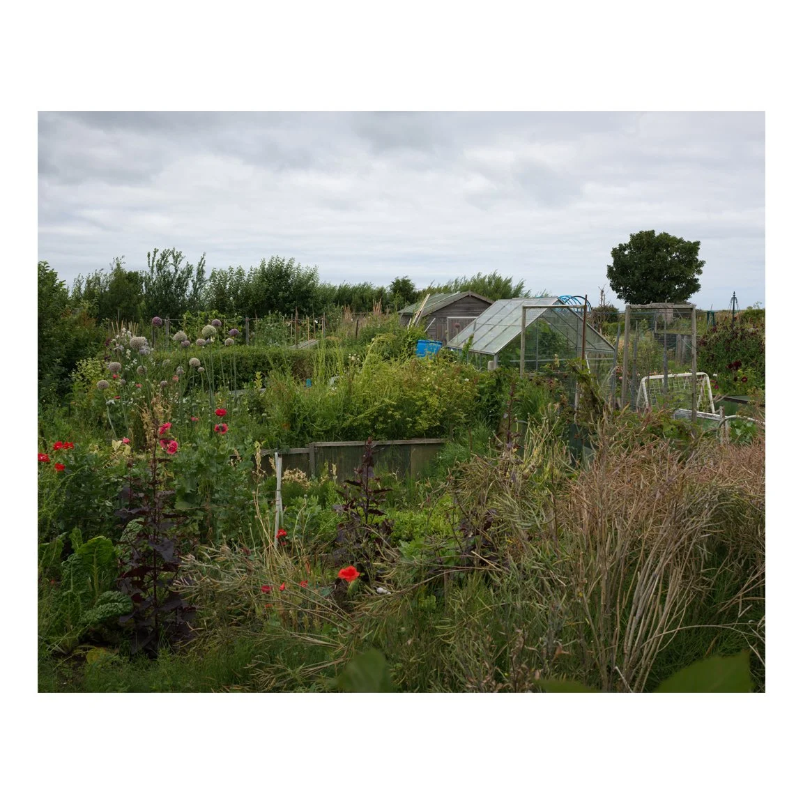 Allotment.jpg