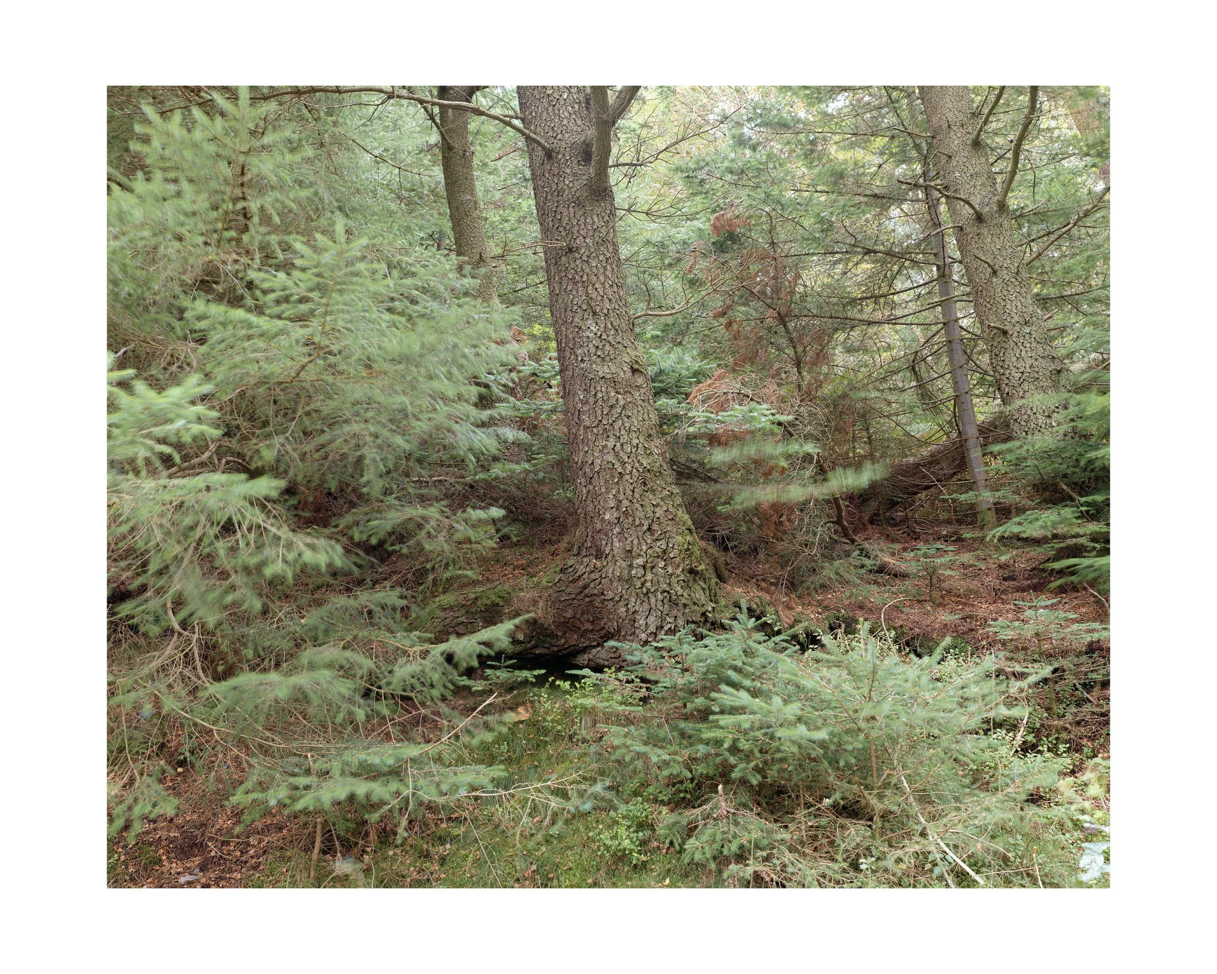  Over the years, I’ve become increasingly interested in the hidden relationships between trees and what lies beneath the landscape's surface. Although they appear to stand independently, their roots and fungal networks form complex connections beneat