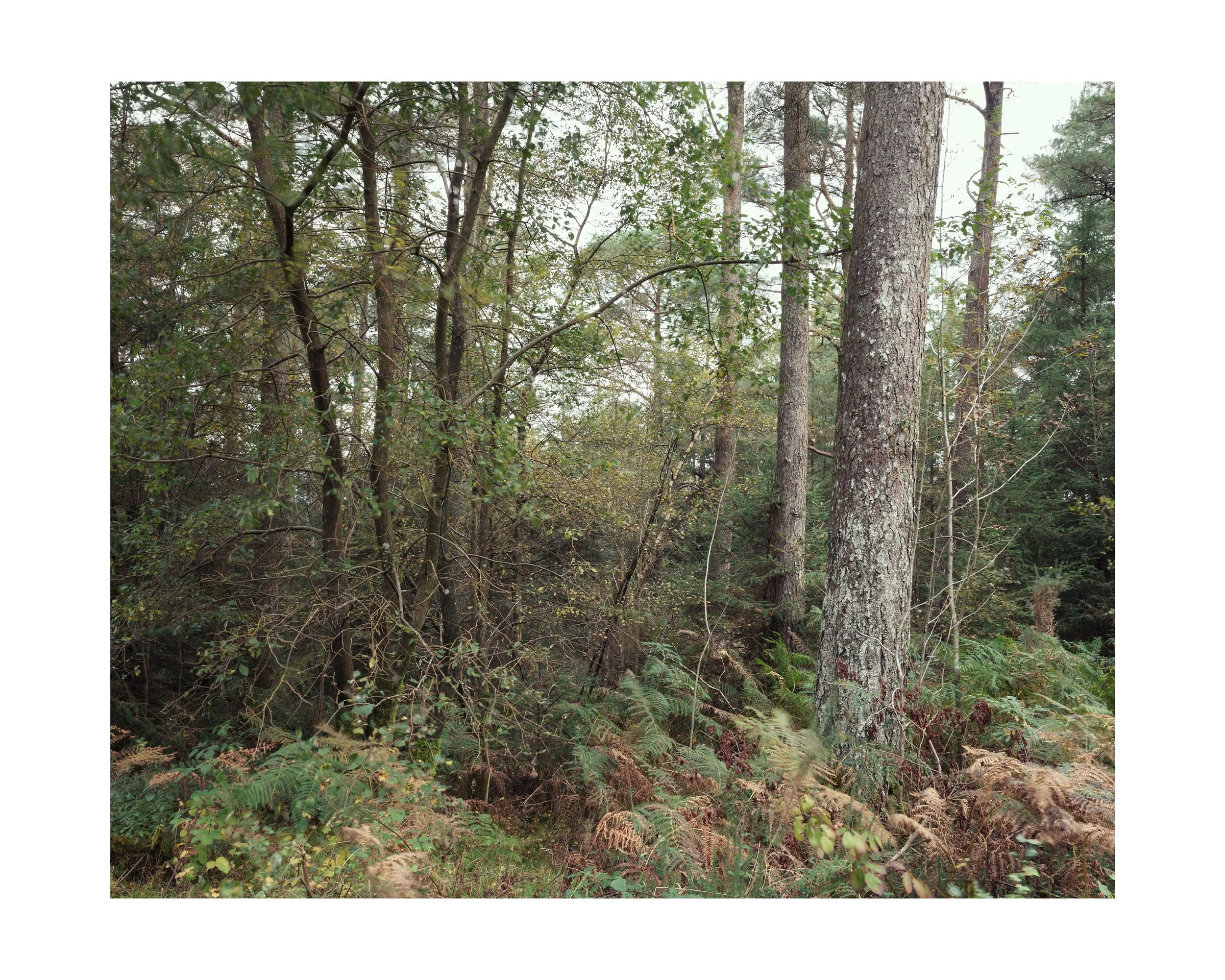 Over the years, I’ve become increasingly interested in the hidden relationships between trees and what lies beneath the landscape's surface. Although they appear to stand independently, their roots and fungal networks form complex connections beneat