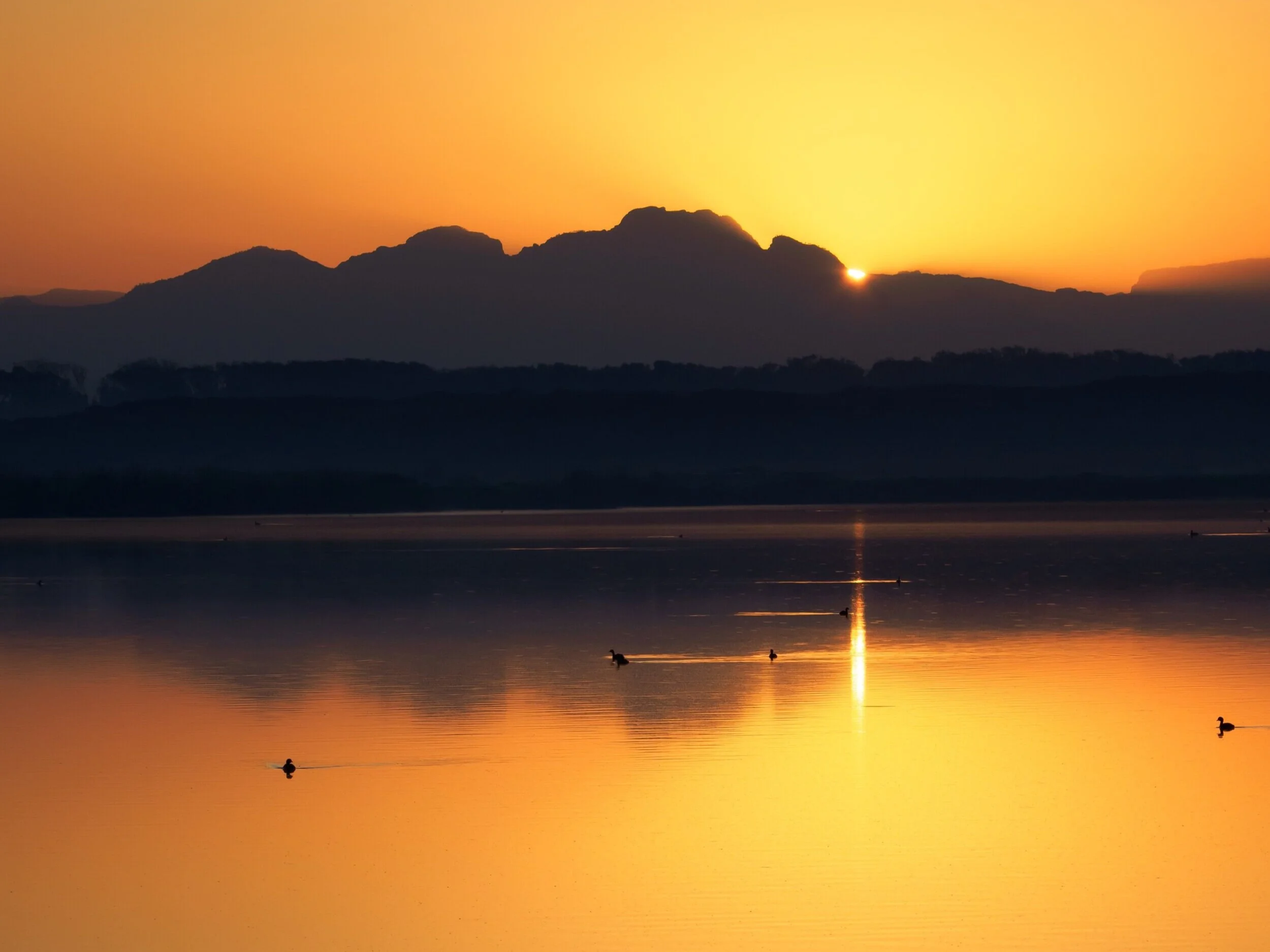 Afro-European Online Discovery - June 1-25, 2020