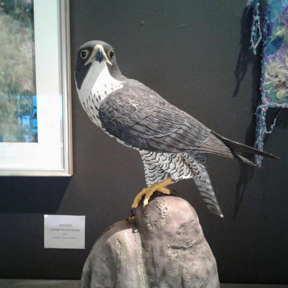 1st Place: Peregrine Falcon by Jay Pollack