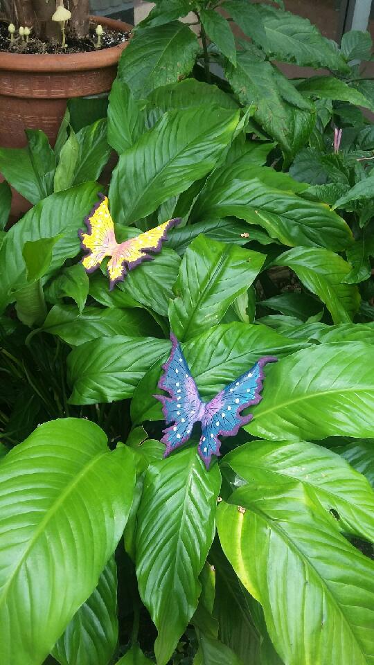 Butterflies by Bob Beaul