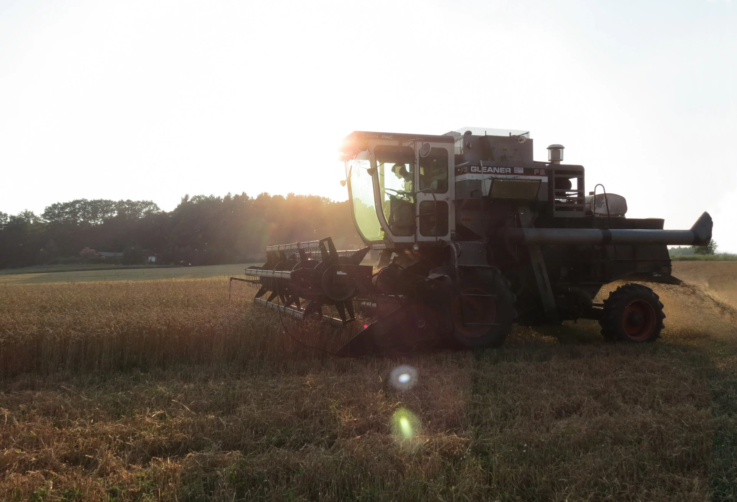 Combining Wheat_RachelLodder_Bringing in the Harvest.jpg