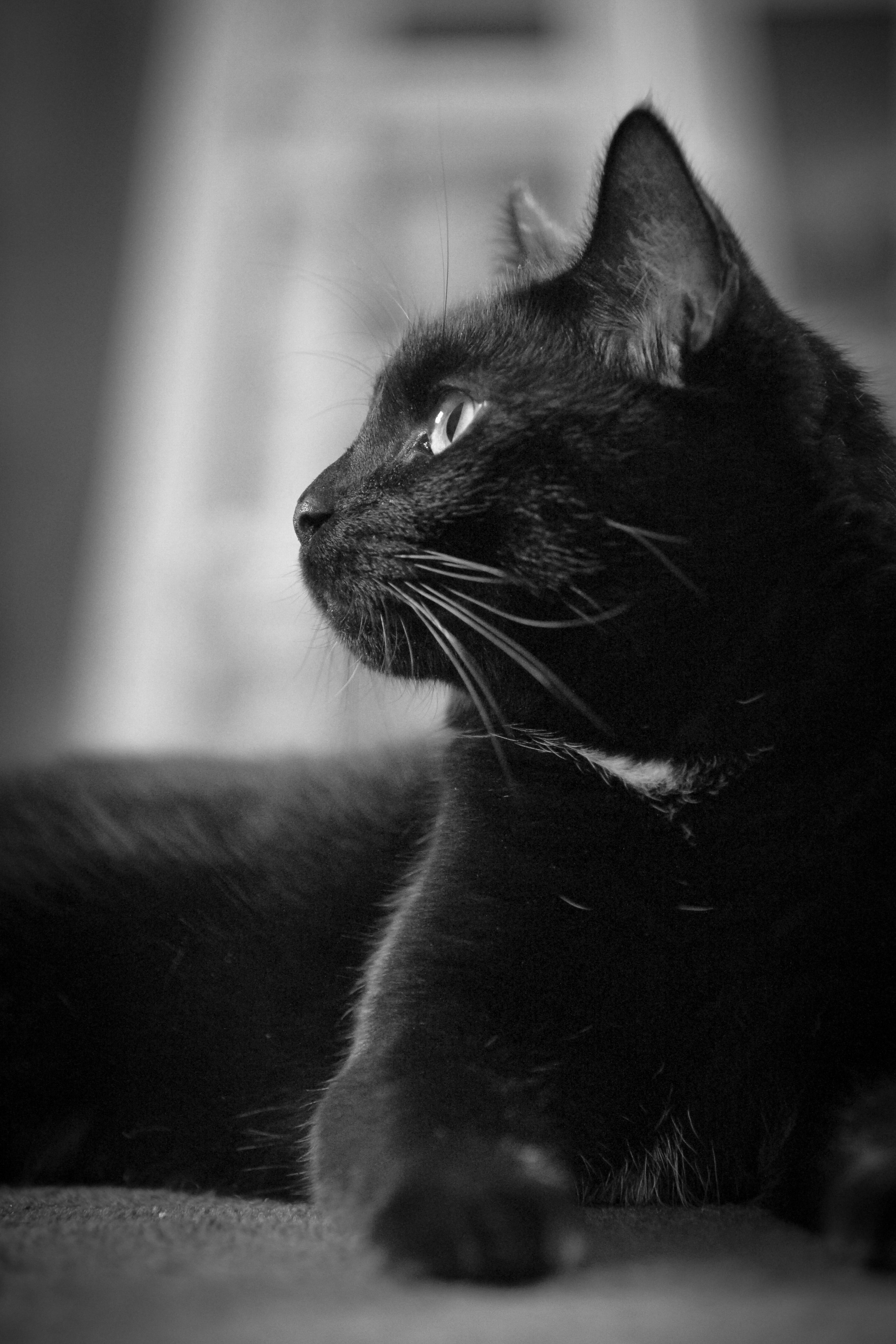 henry b&w2.jpg