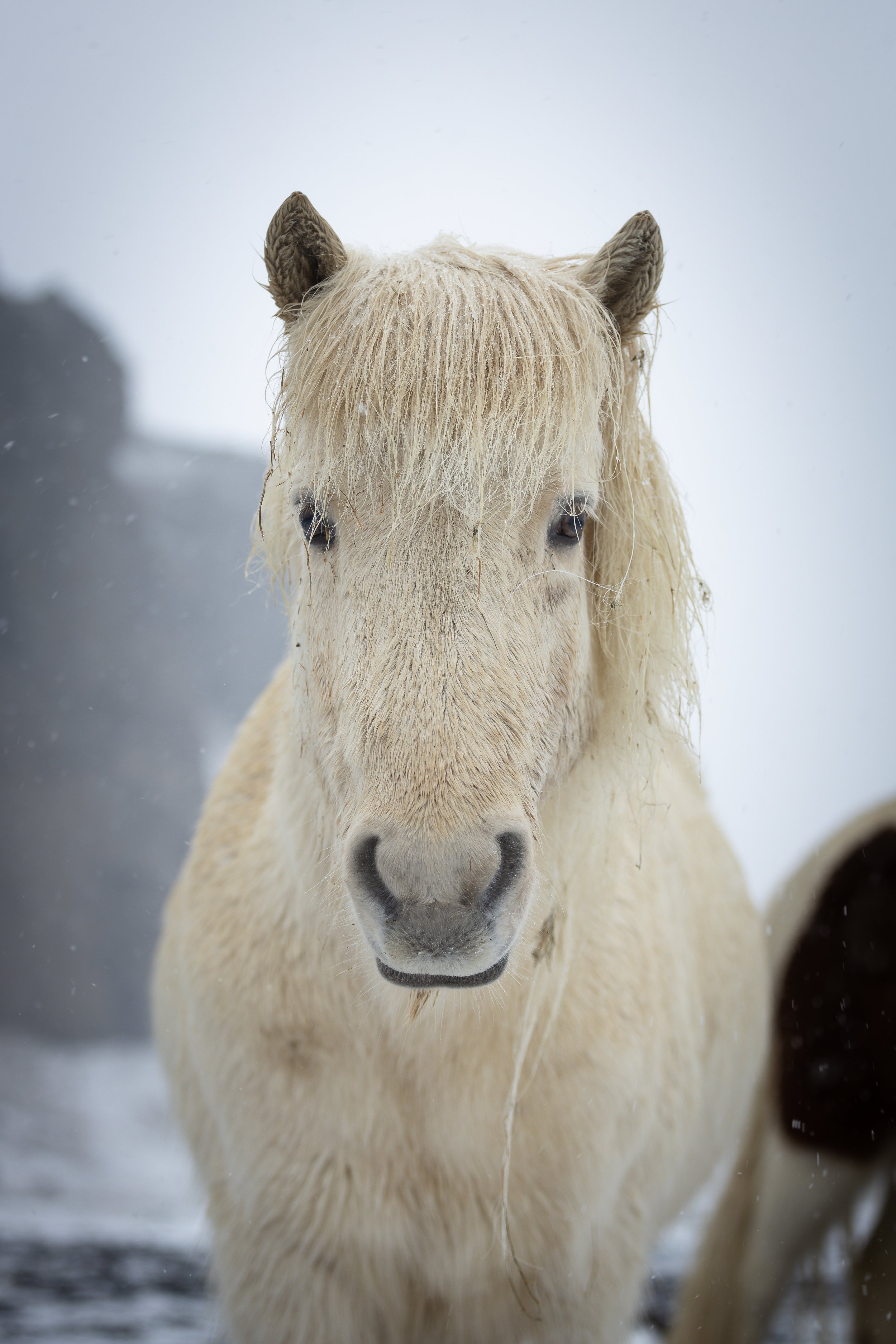 white horse1.jpg