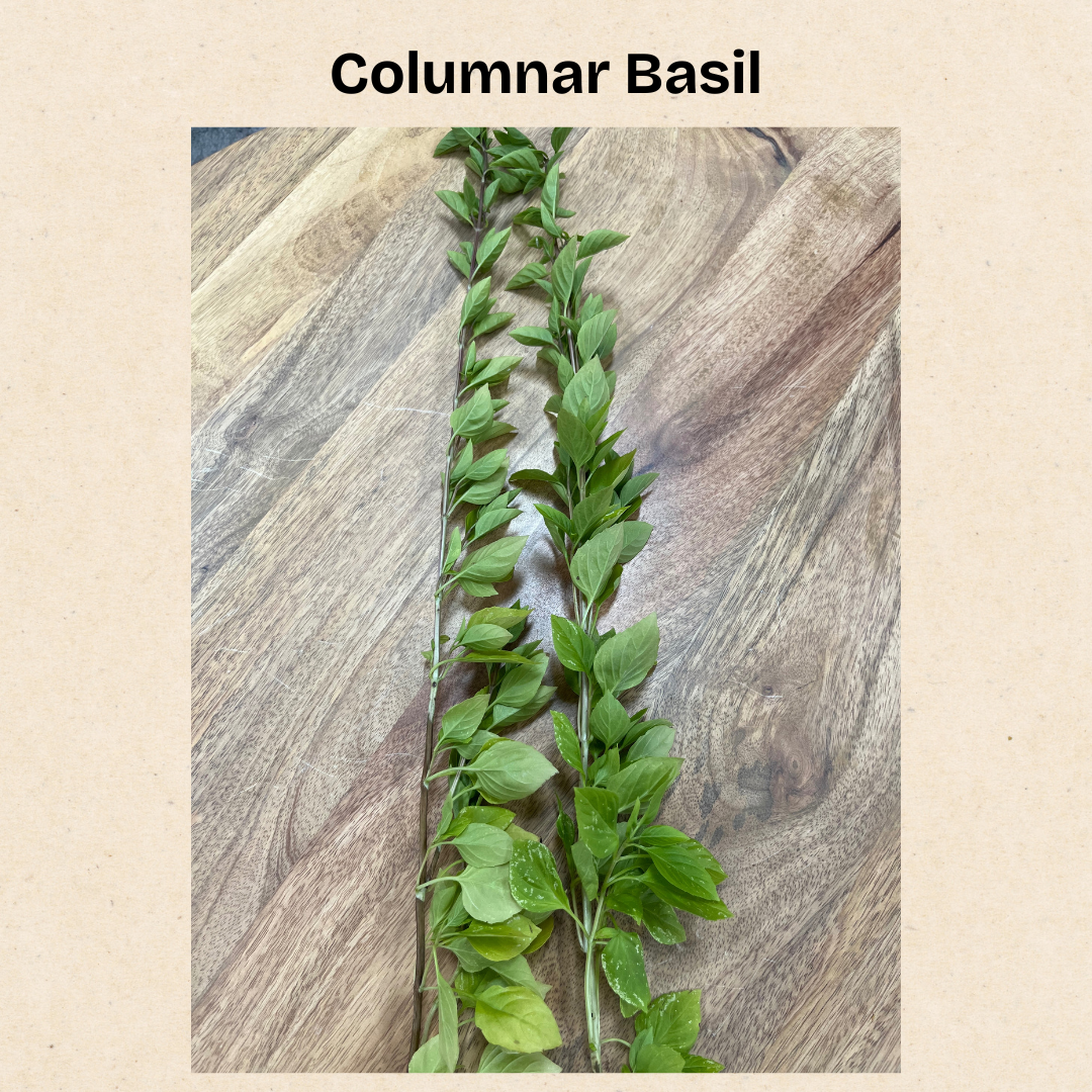 Colum Basil.png