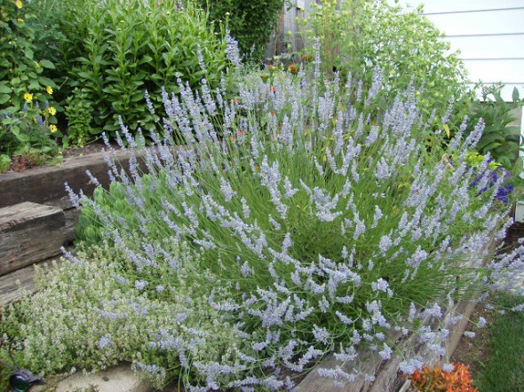 Lavender, Glorious Lavender