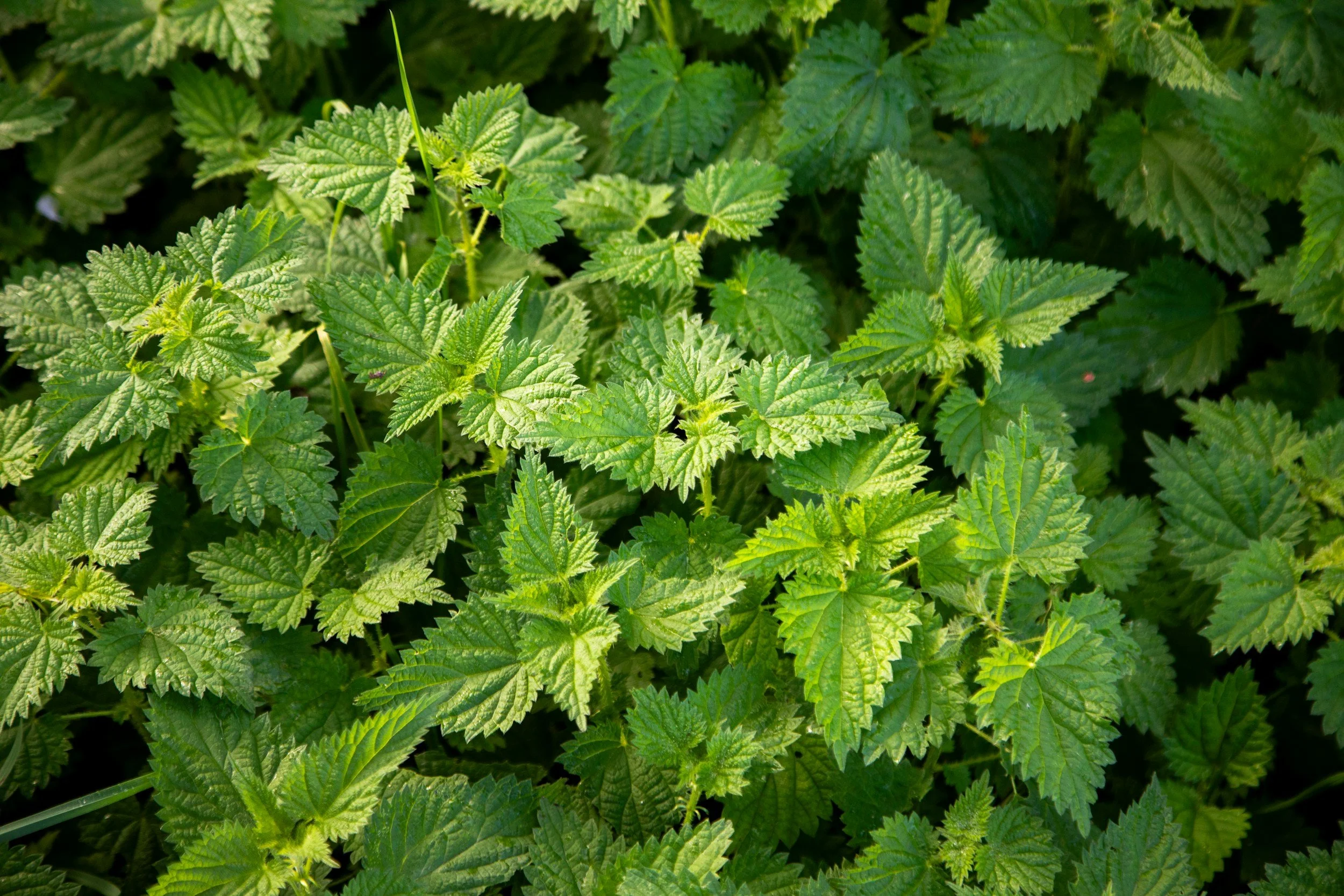 Take Out the Sting of Allergies with Nettles