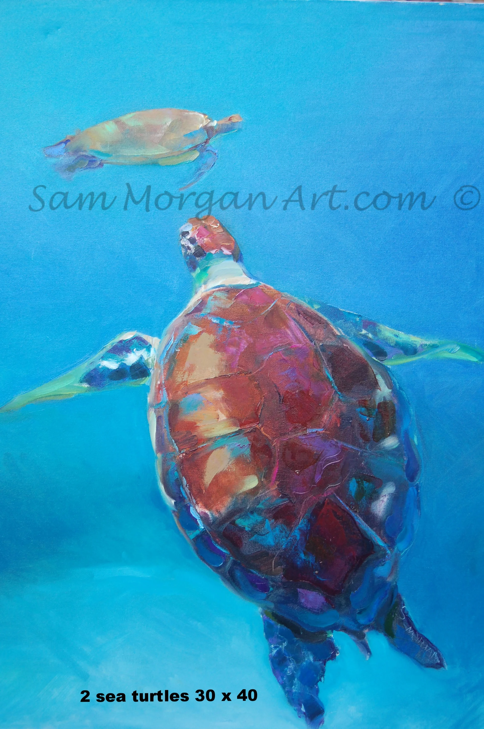 turtle2 copy.jpg
