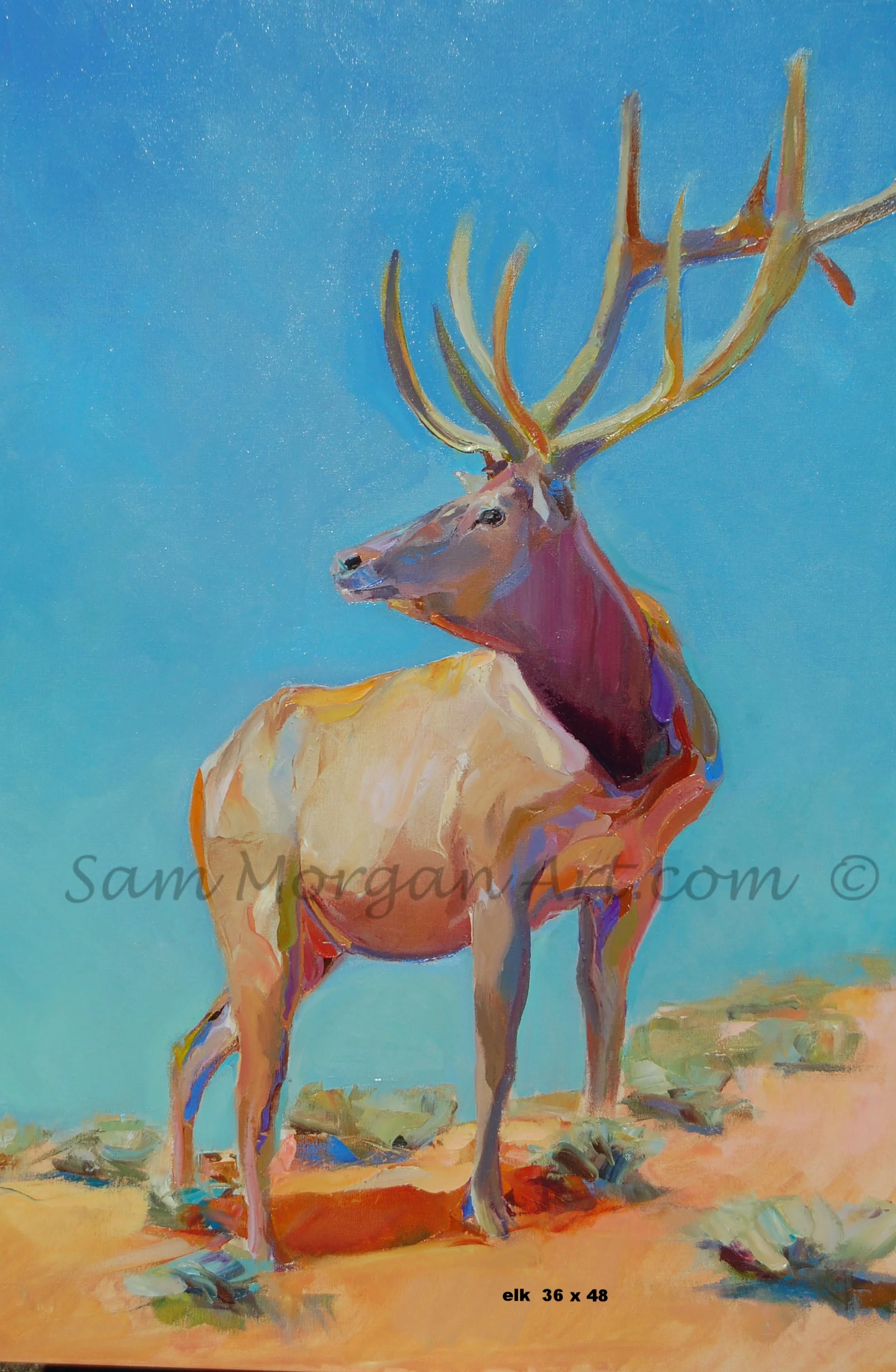 elk.jpg