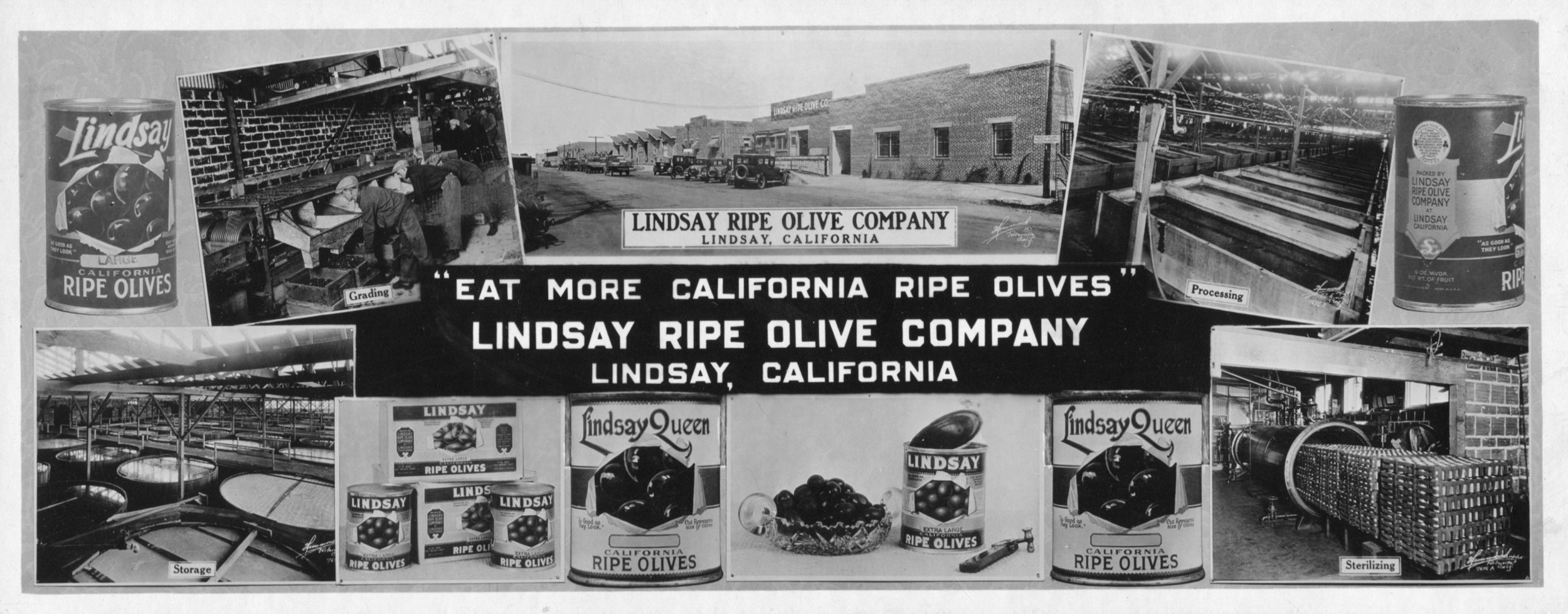 Olive Advertising.jpg