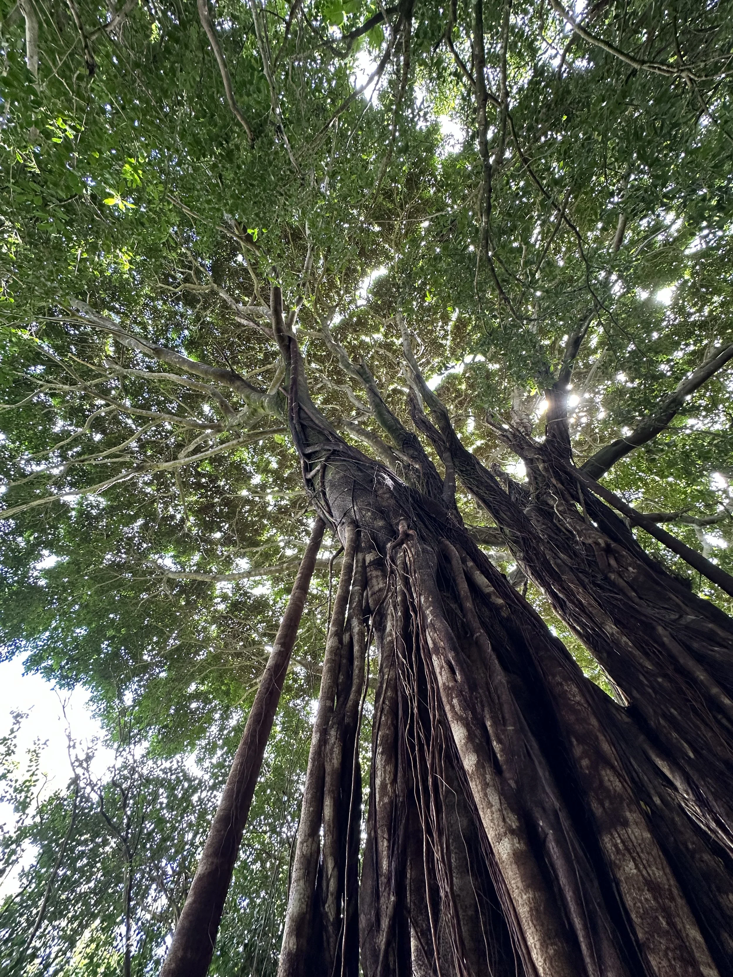 Day 18 &amp; 19 Maui