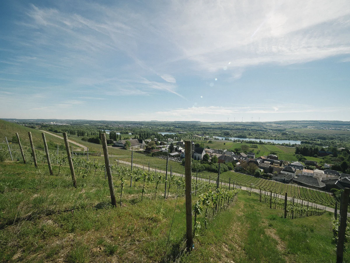 Die steilen Weinberge an der Mosel