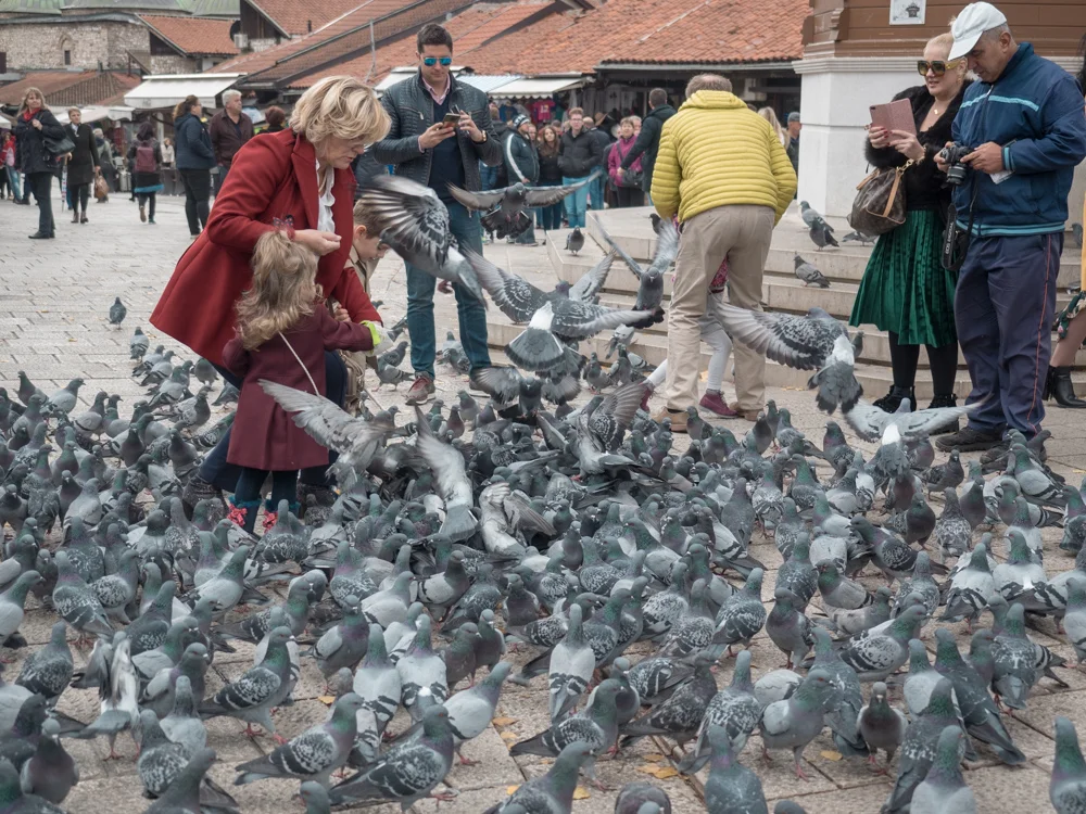 Tauben beim Baščaršija Marktplatz
