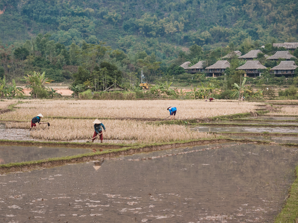 In den Reisfeldern wird hart gearbeitet