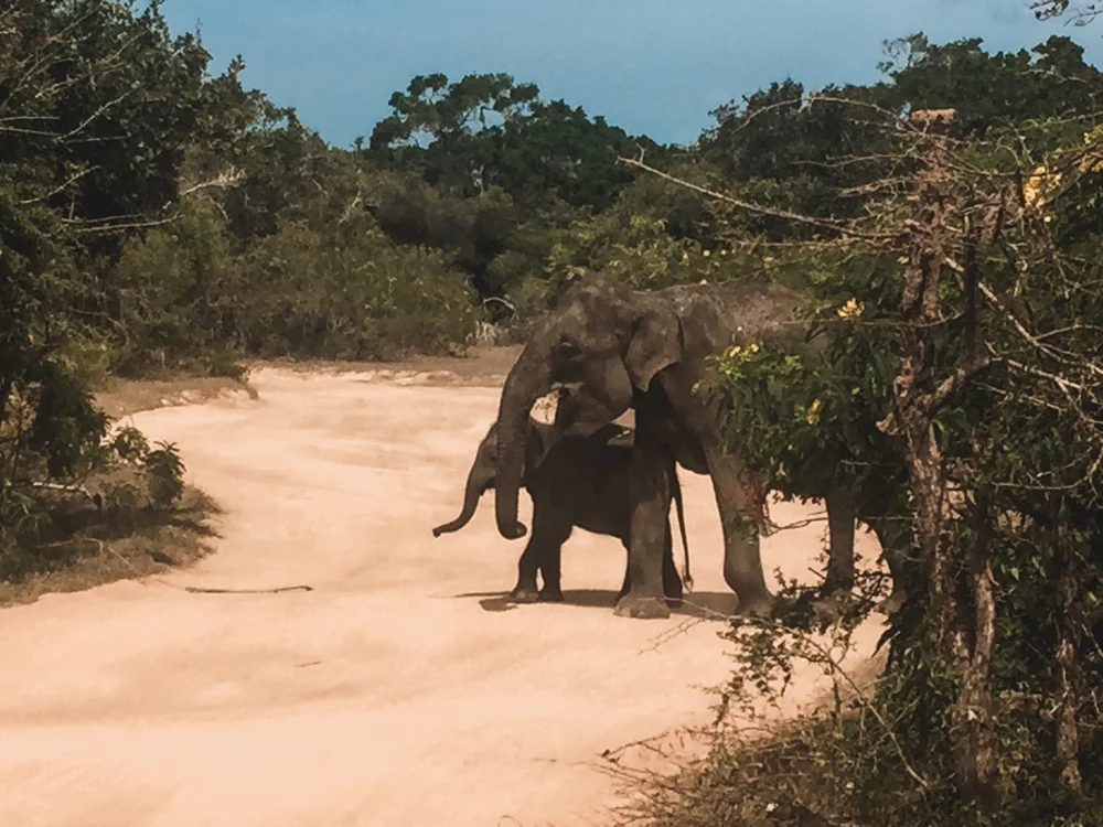 Im Yala Nationalpark