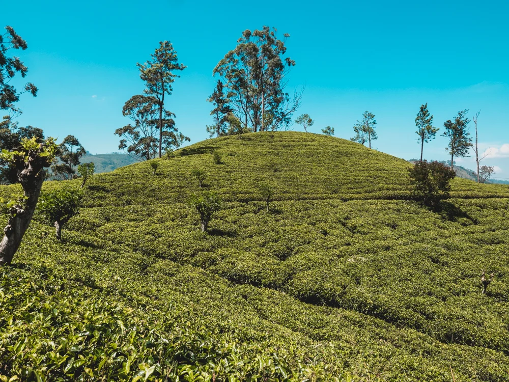 Teeplantage in Ella