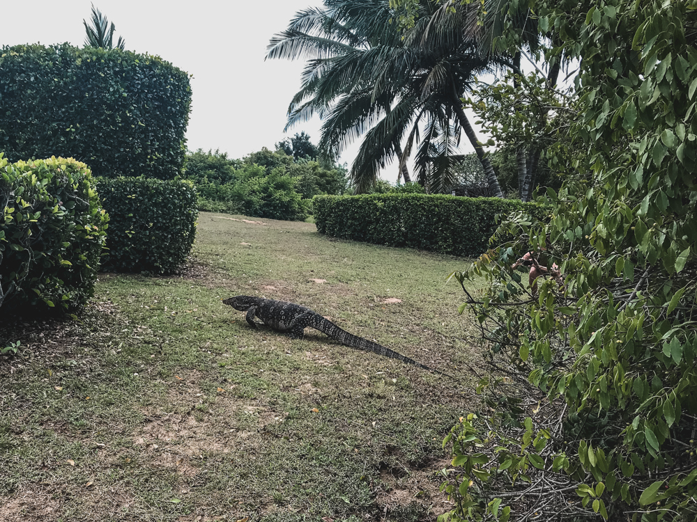 Riesen-Monitor im Hotelgarten