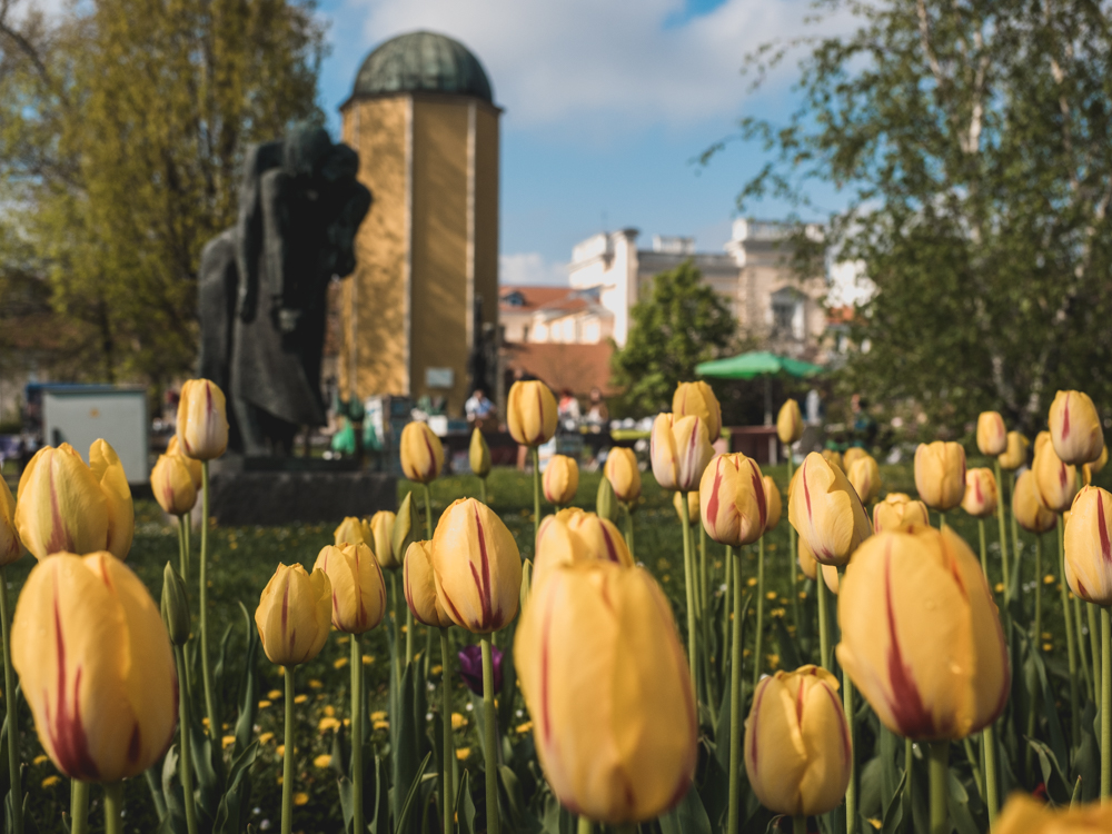 Überall blühen die Tulpen