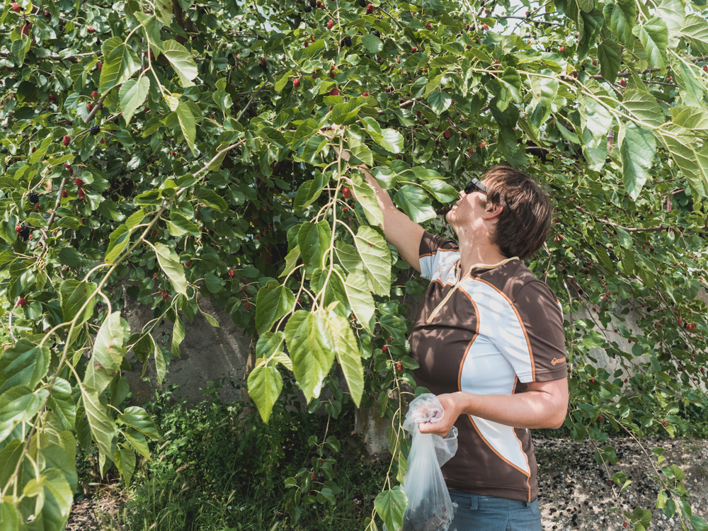 An der Strasse finden wir Zwischenverpflegung wie hier Maulbeeren