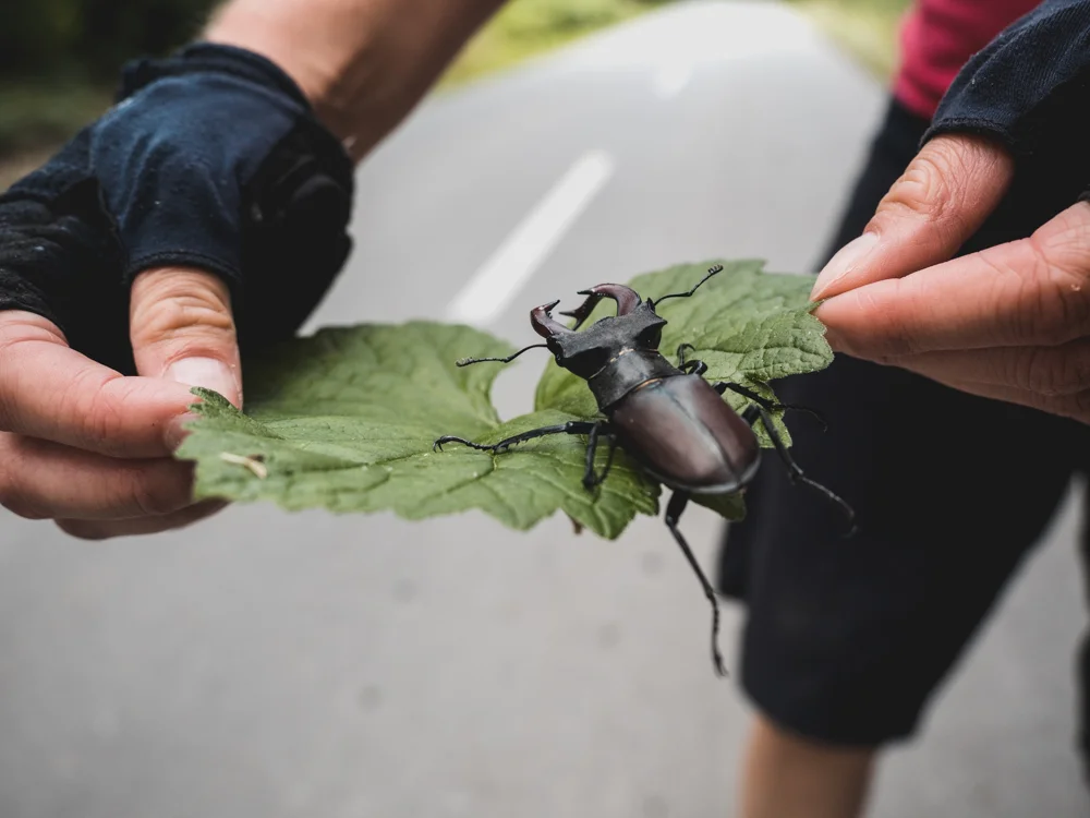 Riesen-Käfer Rettungsaktion