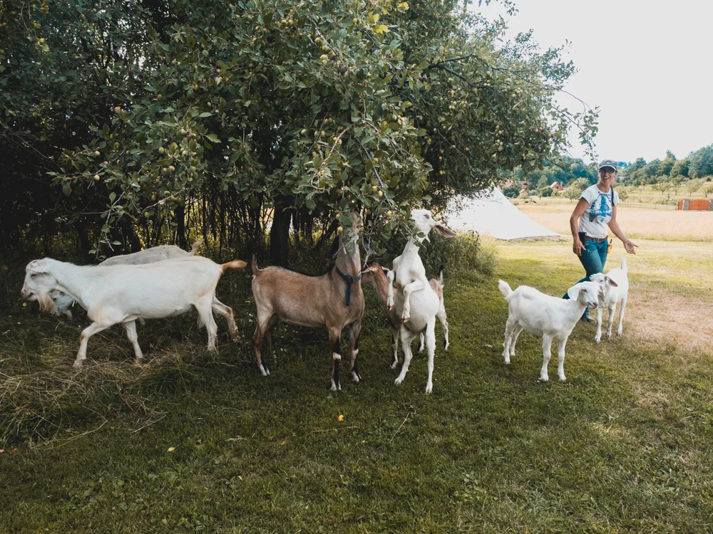 Der beste Campingplatz bisher: mit Ziegenmilch und Käse direkt ab Ziege