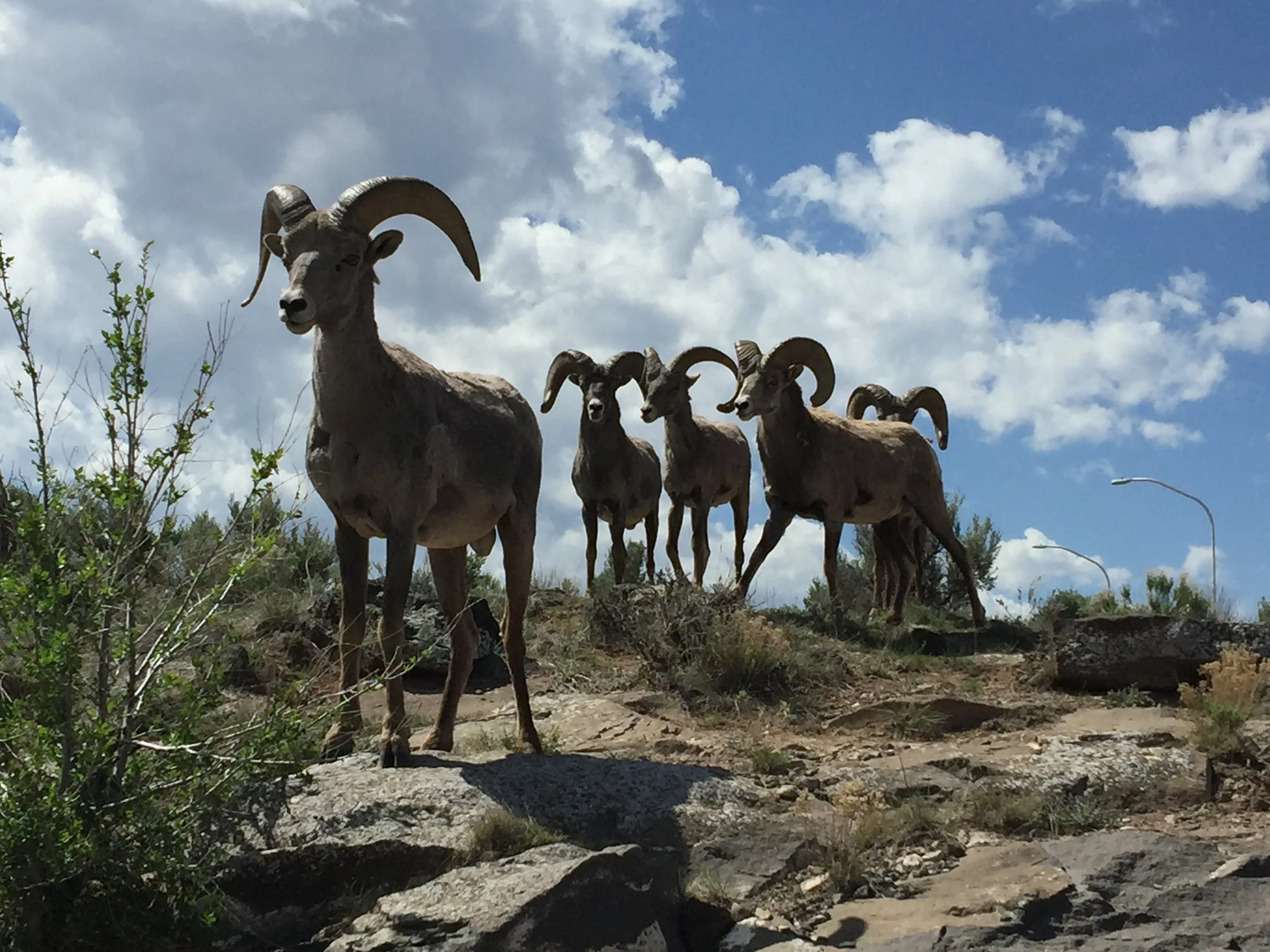 A heard of bighorn sheep who were hanging out near the rest area!