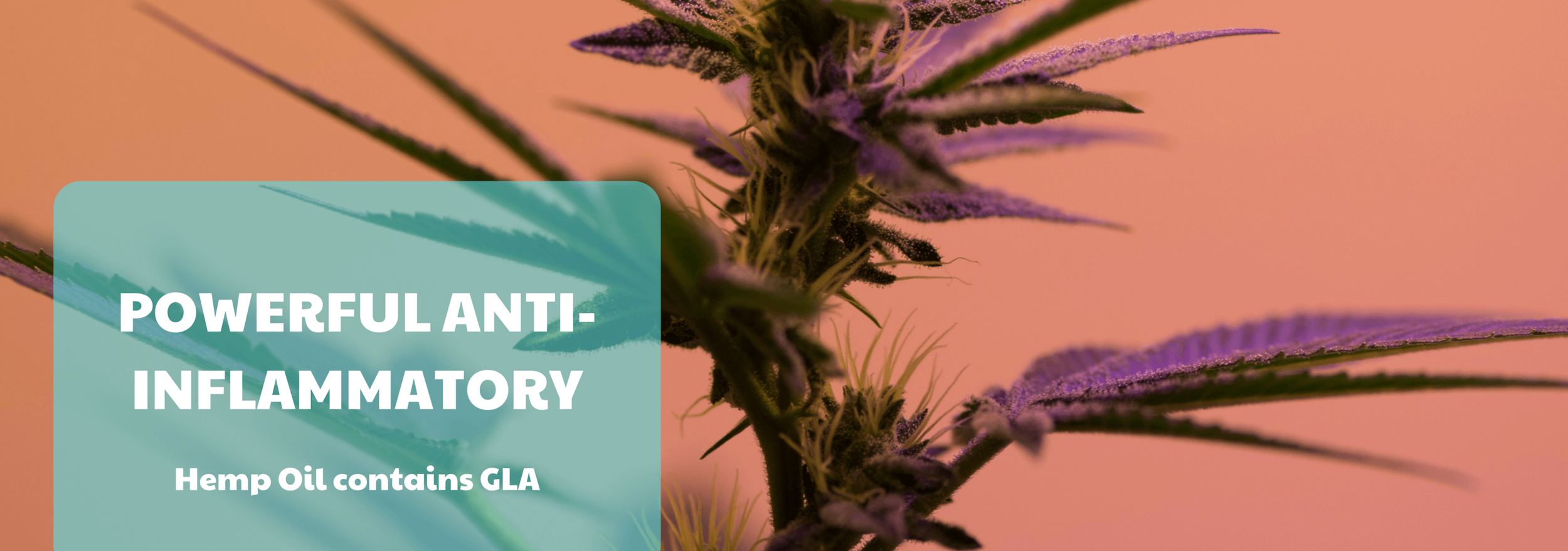 hemp-oil-extract-benefits.jpg