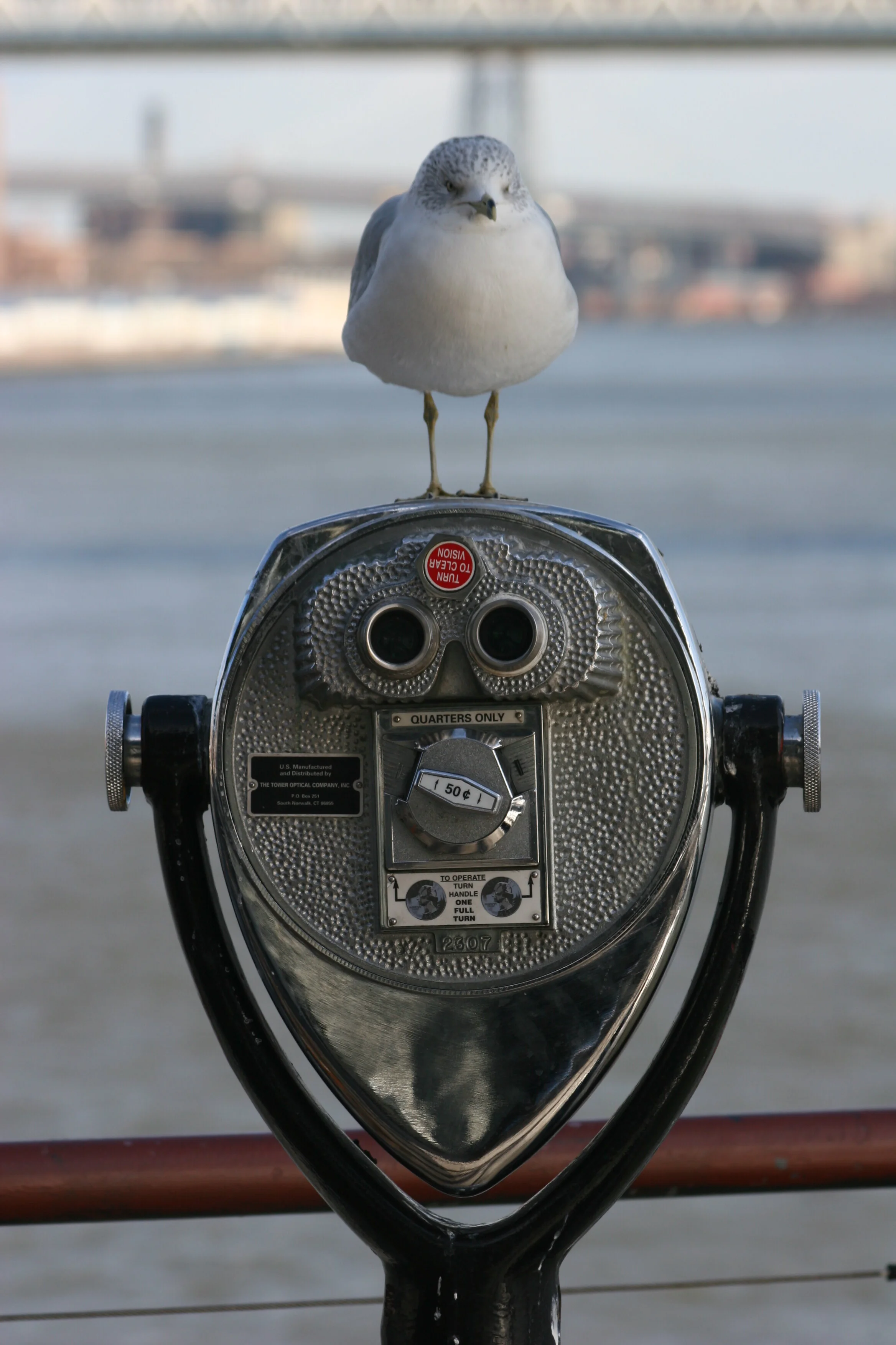 Gaviota sobre prismáticos - 2007