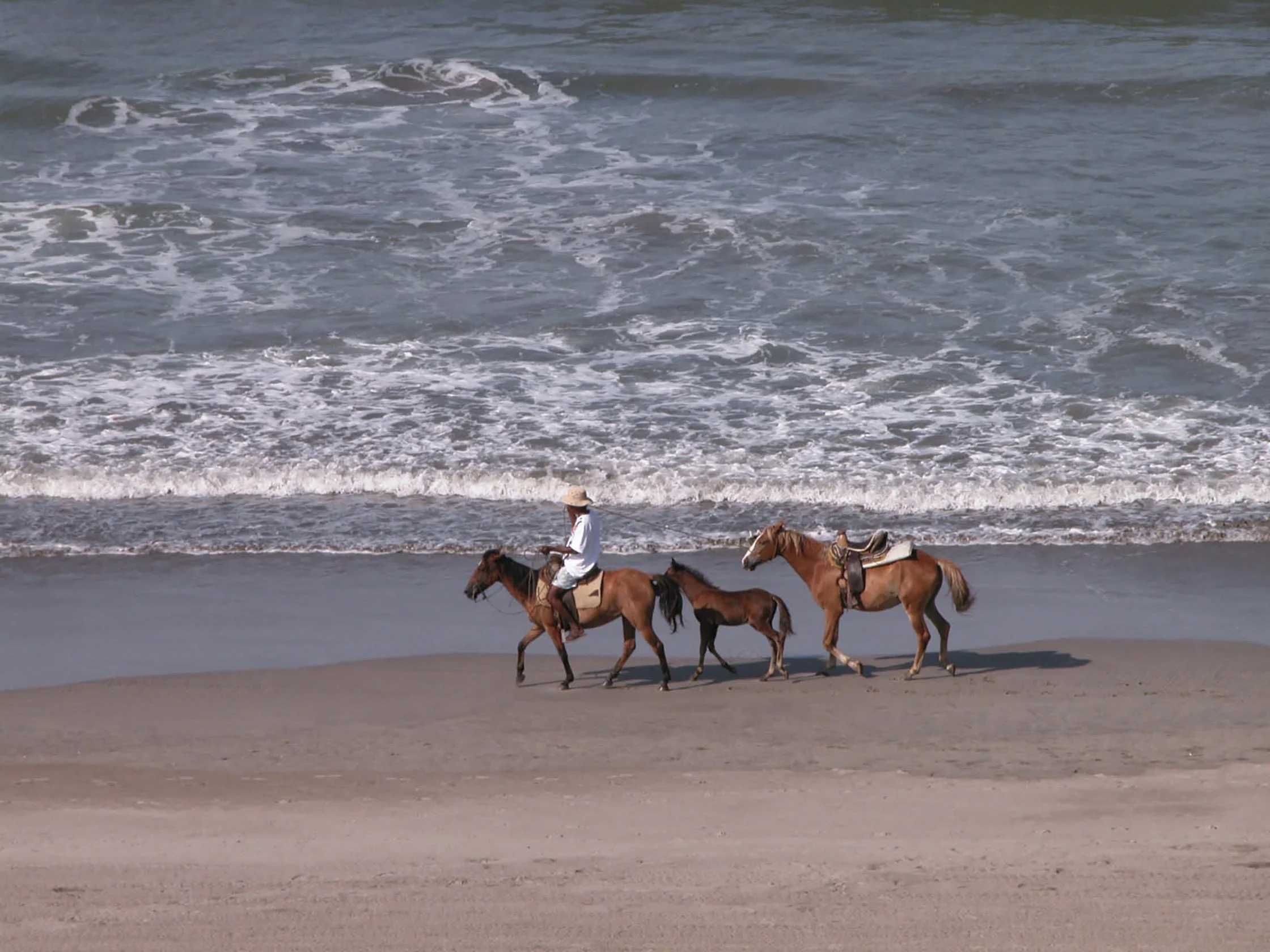 Caballos en la playa (Acapulco) - 2006